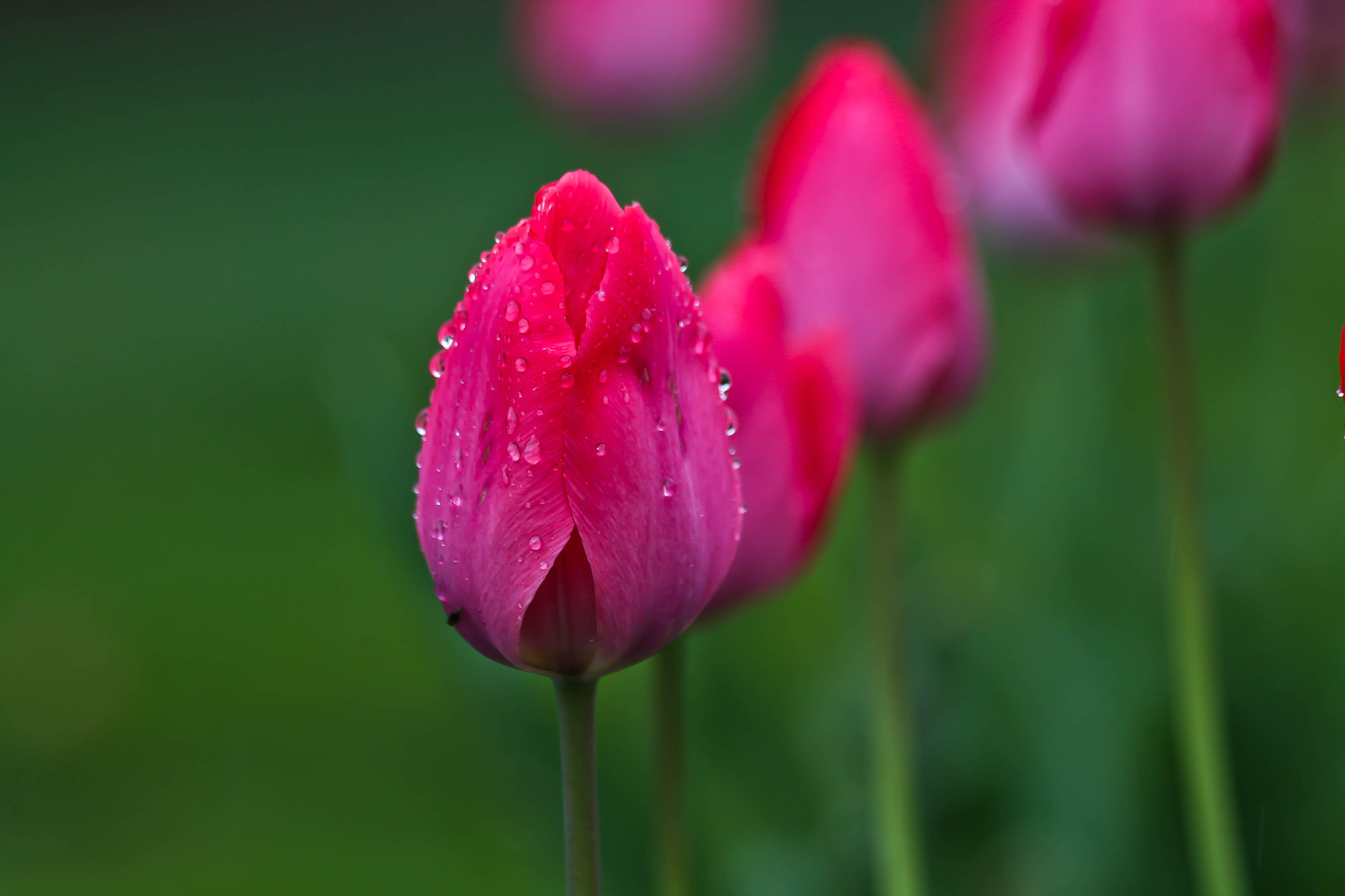 Canon EF 70-300mm F4-5.6 IS USM sample photo. Tulips photography