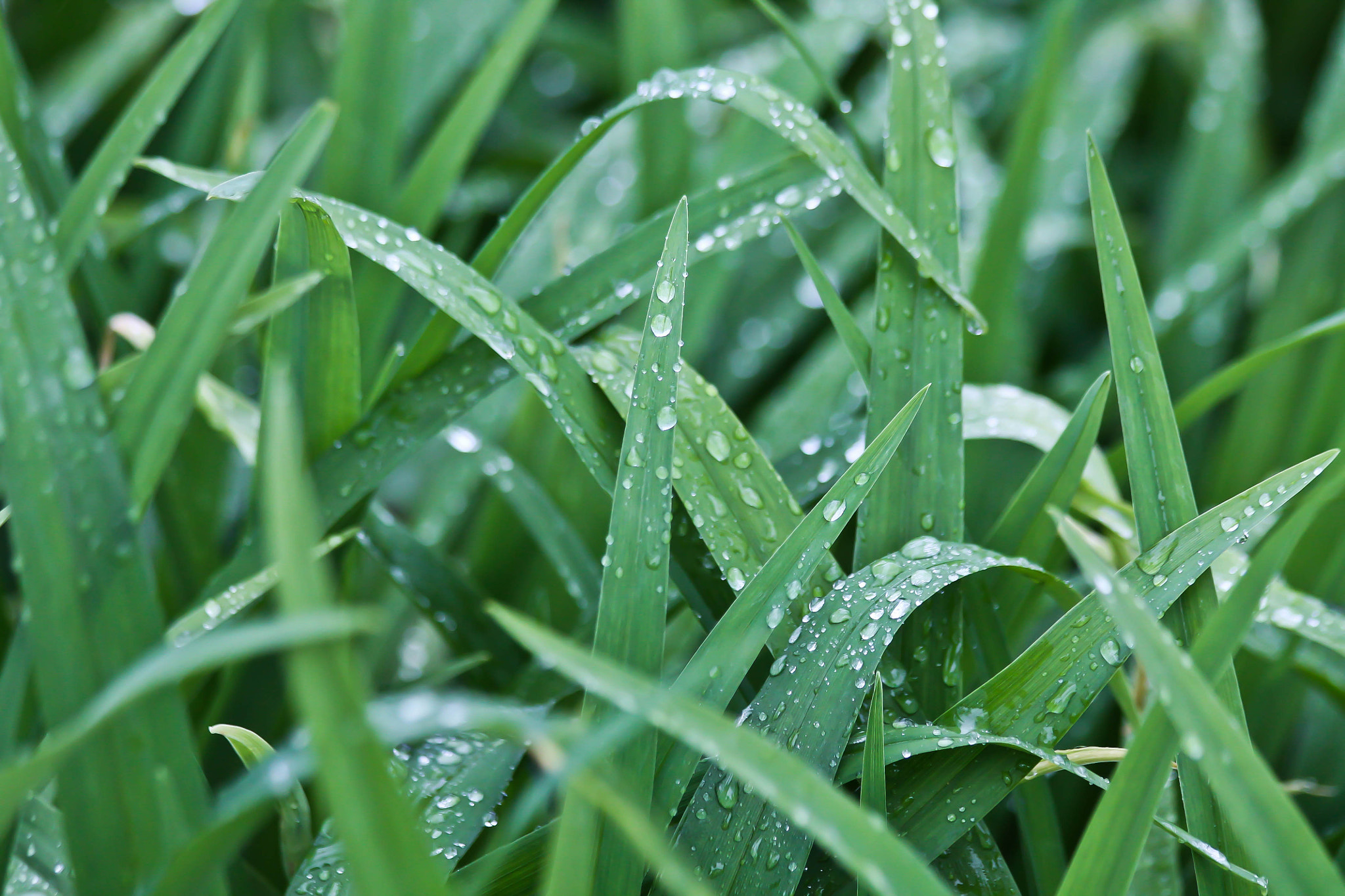 Canon EF 70-300mm F4-5.6 IS USM sample photo. Raindrops photography