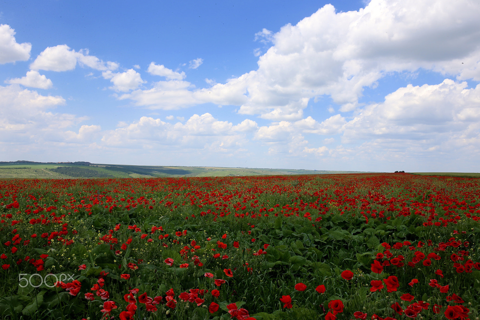 Canon EF 24-70mm F4L IS USM sample photo. Бескрайние поля маков photography