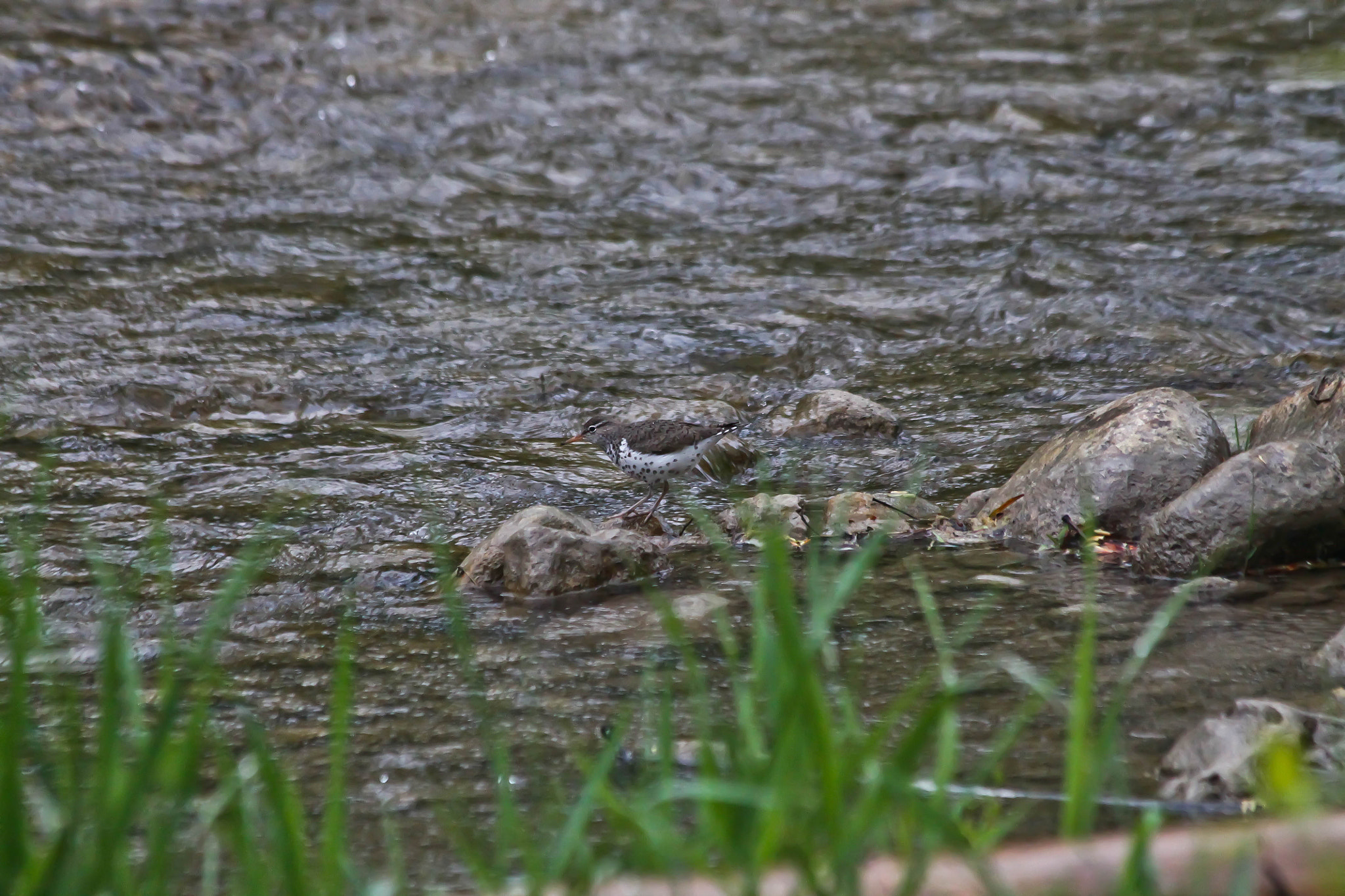 Canon EF 70-300mm F4-5.6 IS USM sample photo. Spotted sandpiper photography