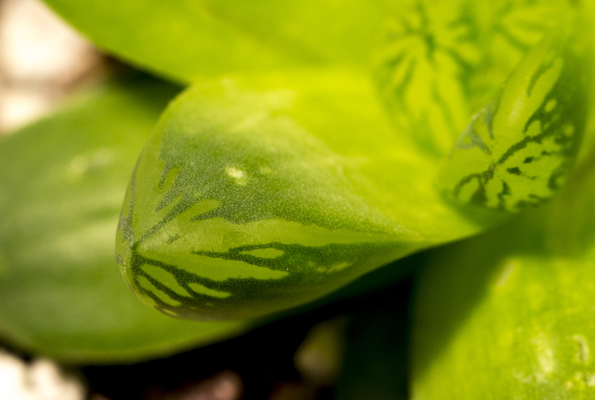 Canon EF 100mm F2.8L Macro IS USM sample photo. Haworthia veins photography