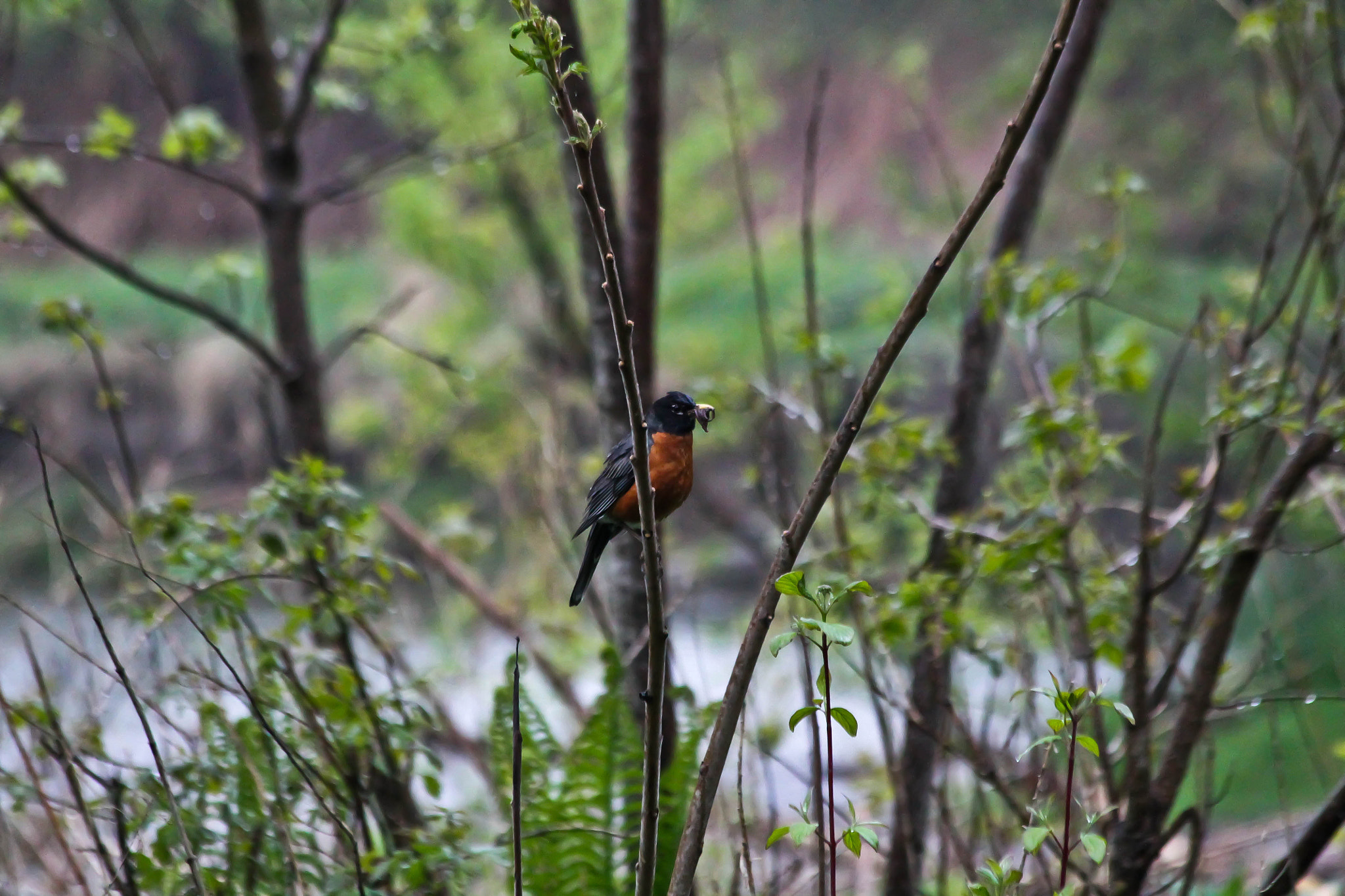 Canon EF 70-300mm F4-5.6 IS USM sample photo. North american robin photography