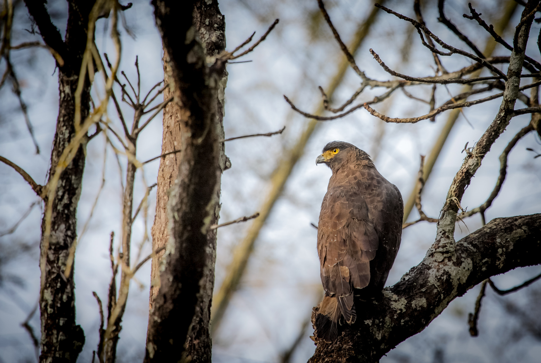 Canon EF 100-400mm F4.5-5.6L IS USM sample photo. The predator photography