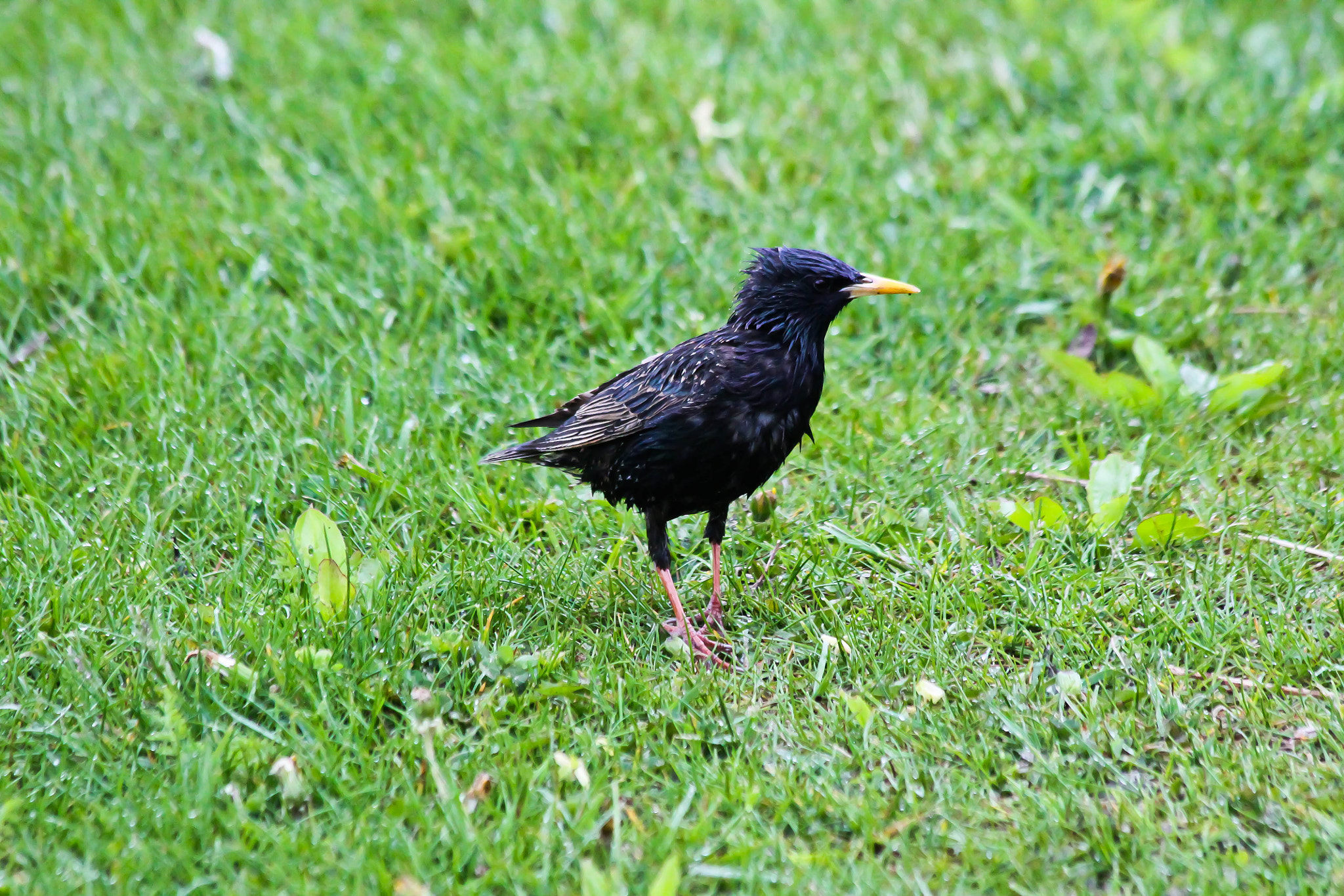Canon EF 70-300mm F4-5.6 IS USM sample photo. European starling photography