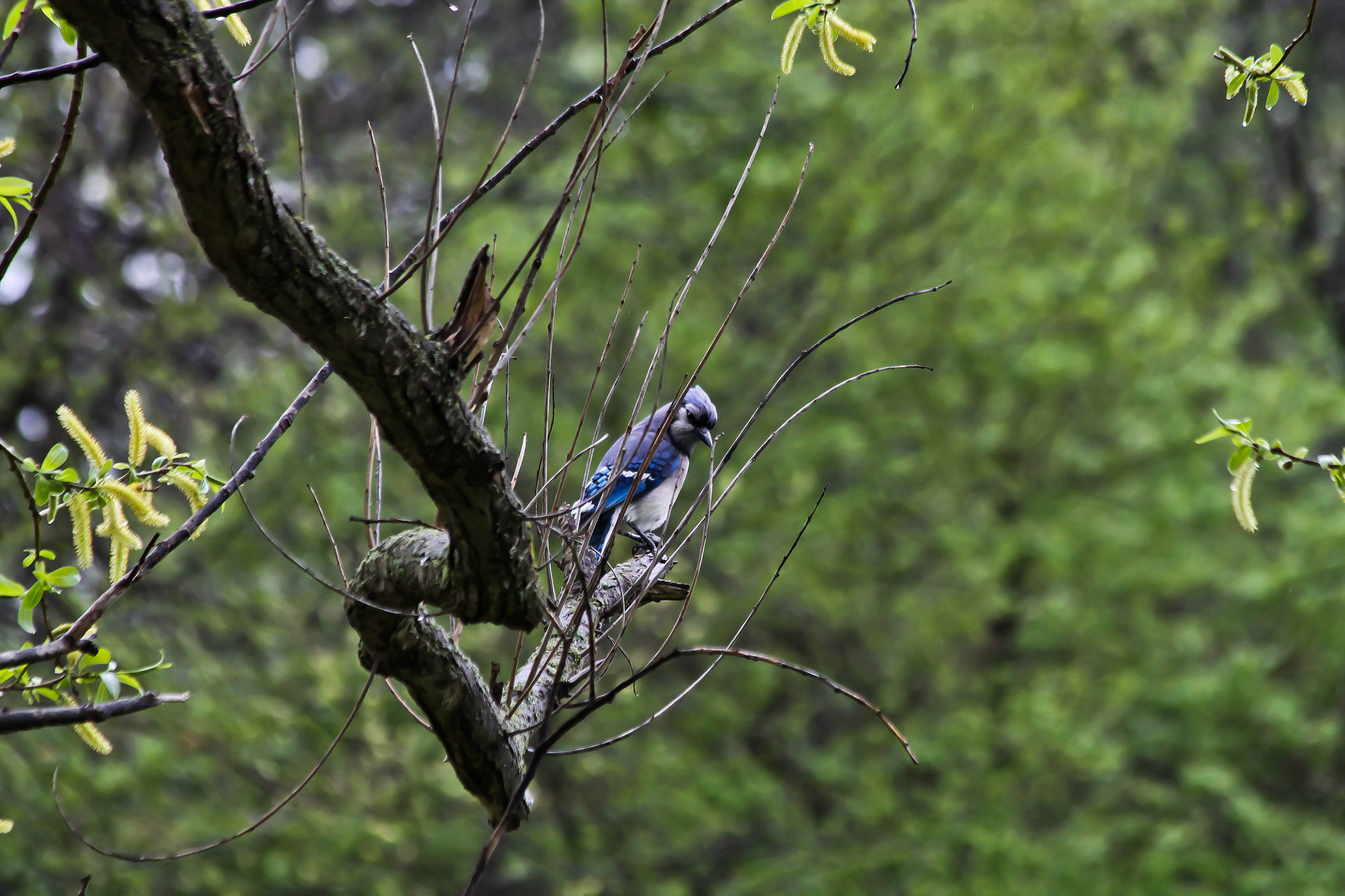 Canon EF 70-300mm F4-5.6 IS USM sample photo. Blue jay photography