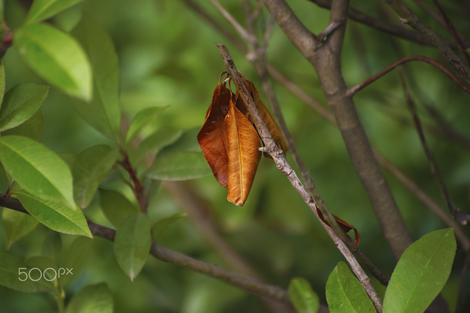 smc PENTAX-FA 80-320mm F4.5-5.6 sample photo. Relics photography