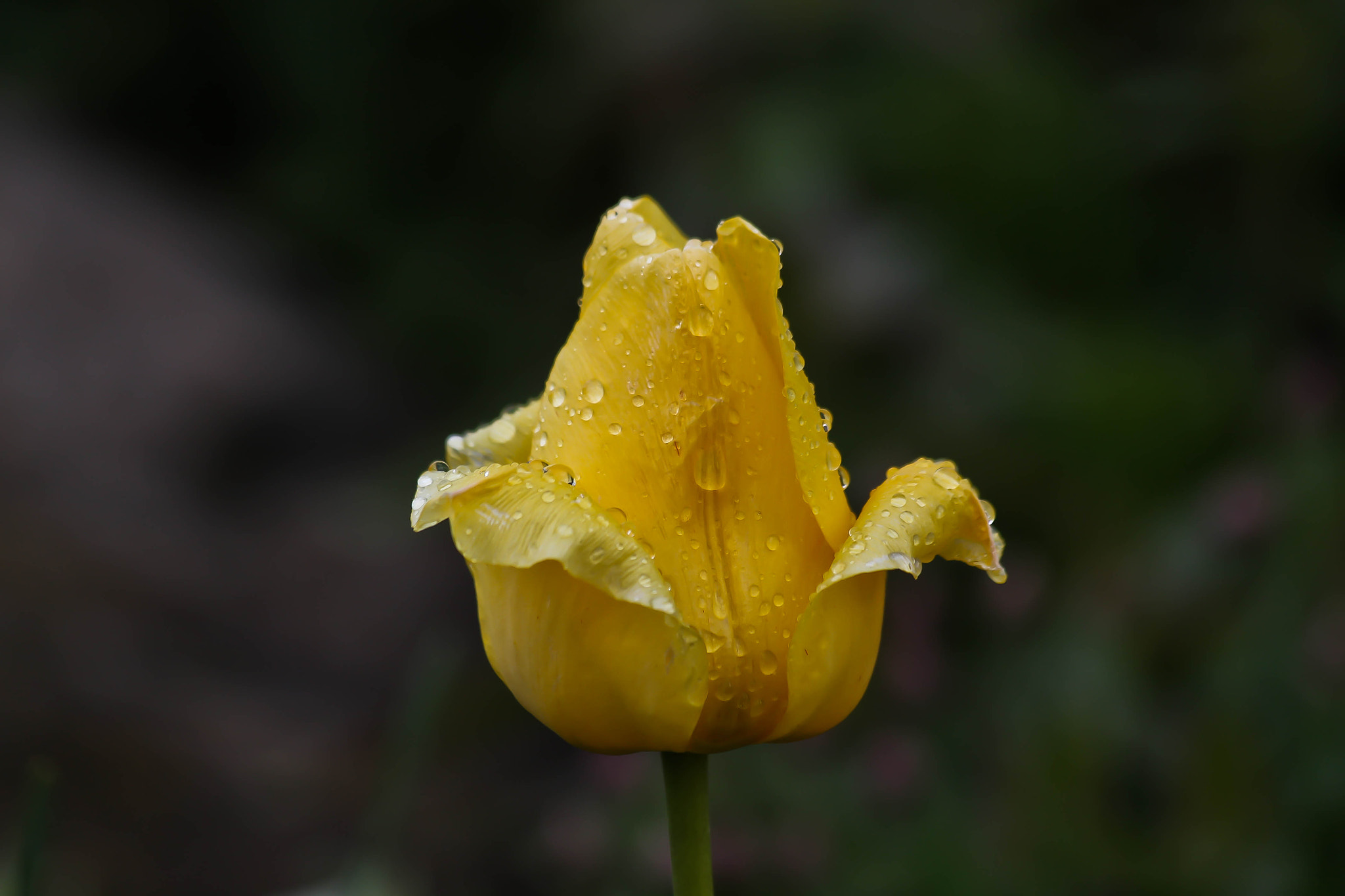 Canon EF 70-300mm F4-5.6 IS USM sample photo. Tulip photography