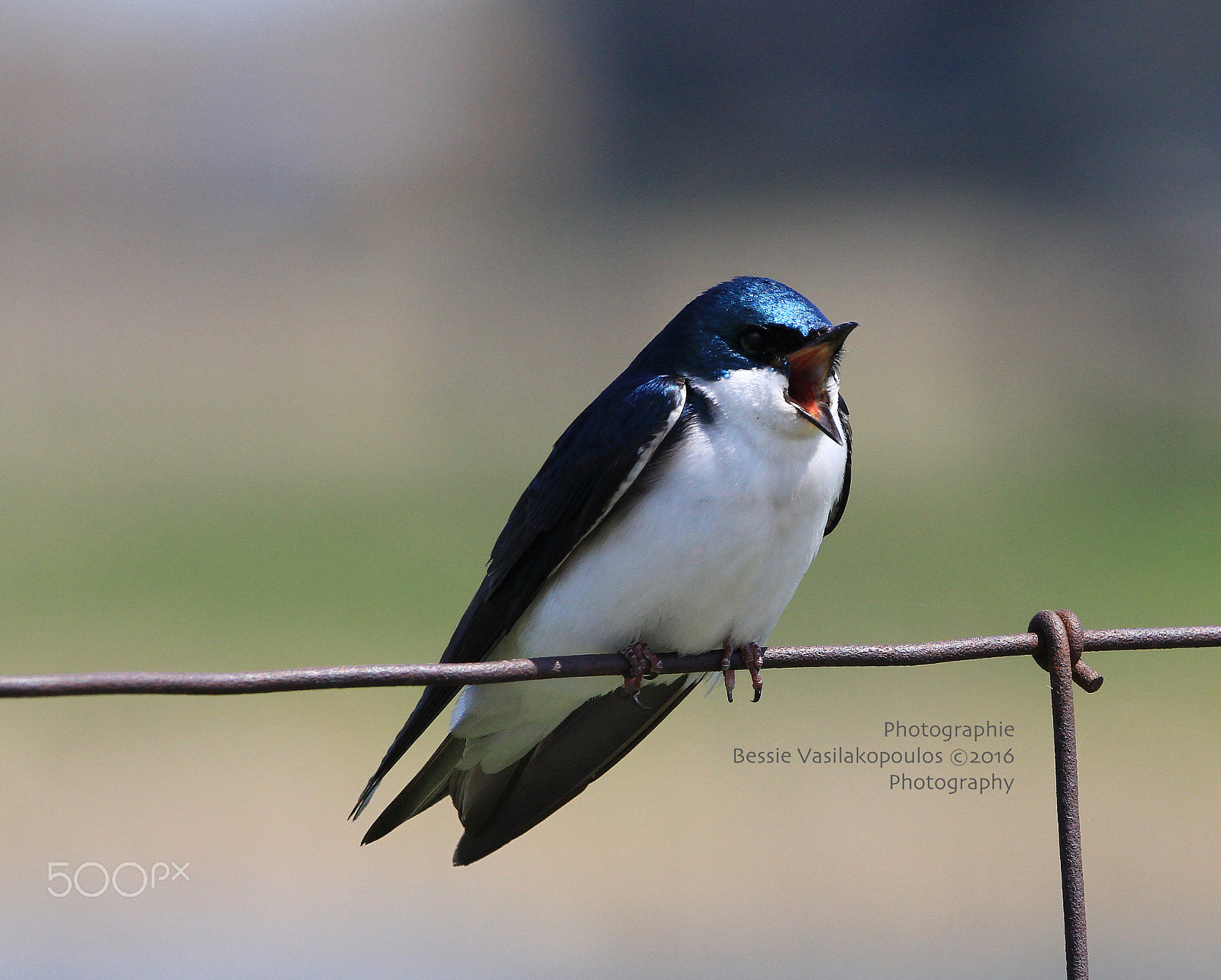 Sigma 150mm f/2.8 EX DG OS HSM APO Macro sample photo. Bird on a wire photography