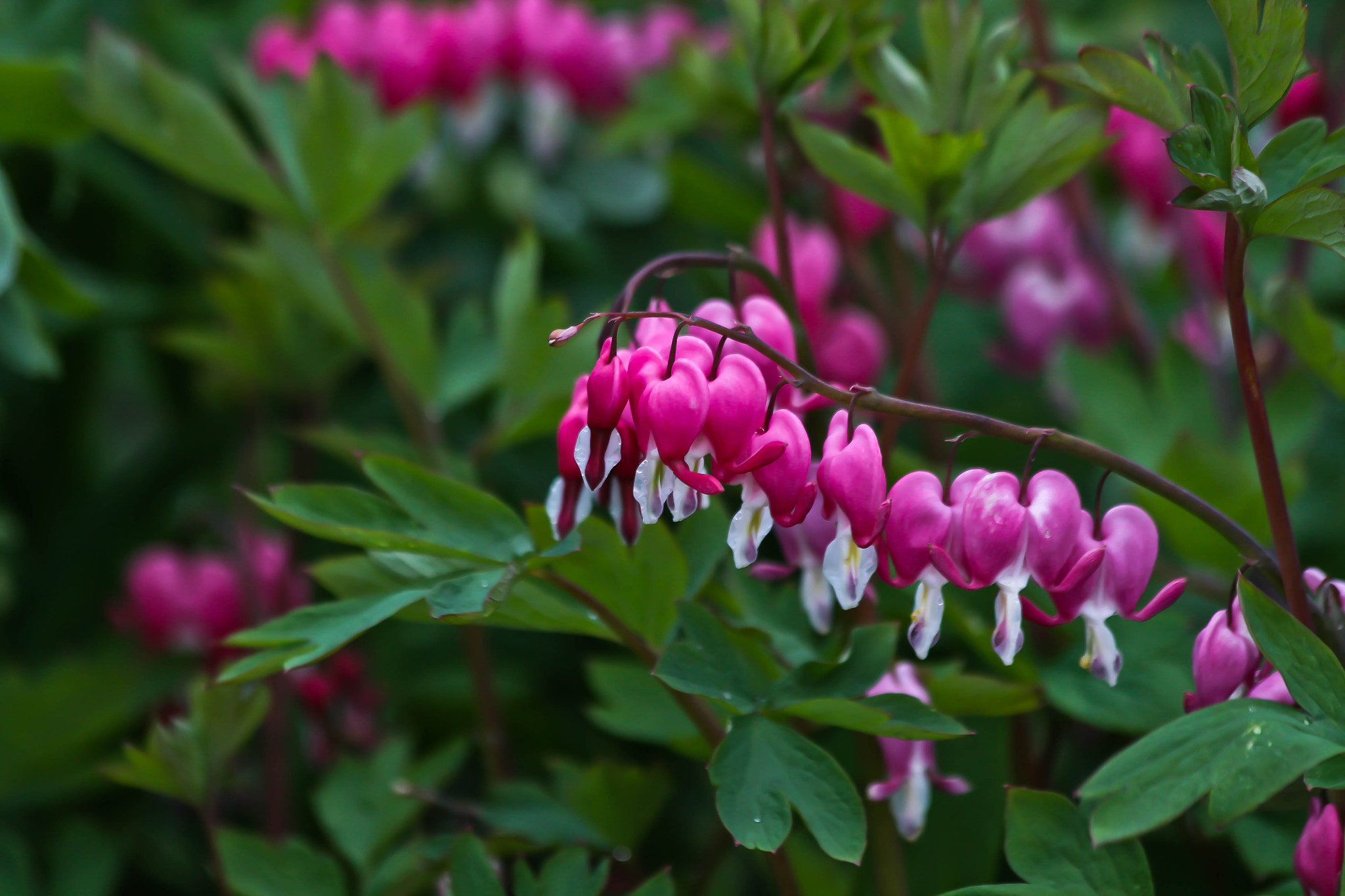 Canon EF 70-300mm F4-5.6 IS USM sample photo. Bleeding hearts photography