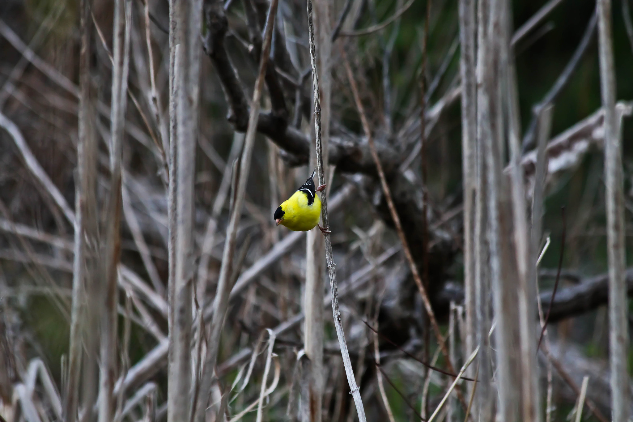 Canon EF 70-300mm F4-5.6 IS USM sample photo. American goldfinch photography