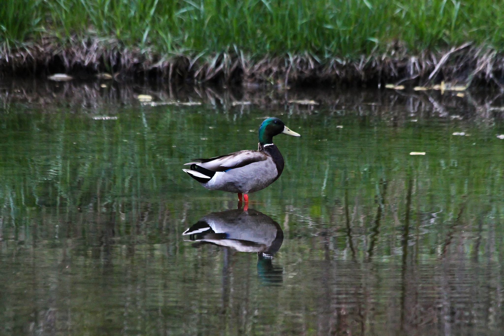 Canon EF 70-300mm F4-5.6 IS USM sample photo. Mallard duck photography