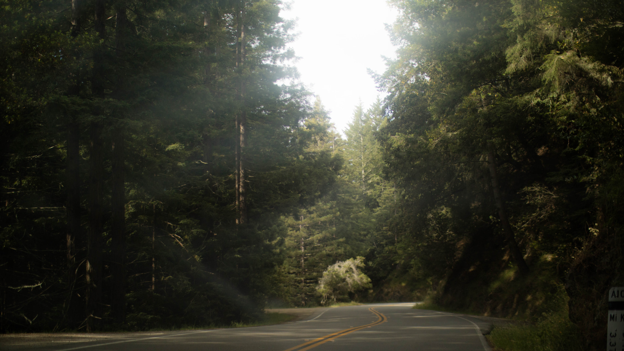 Sigma 30mm F1.4 EX DC HSM sample photo. Glaring into the trees photography