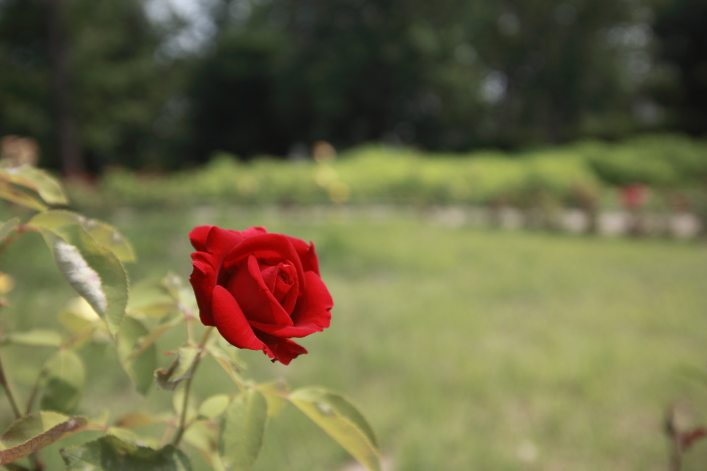 Canon EOS 5D Mark II + Sigma 17-35mm f/2.8-4 EX DG Aspherical HSM sample photo. Red rose photography