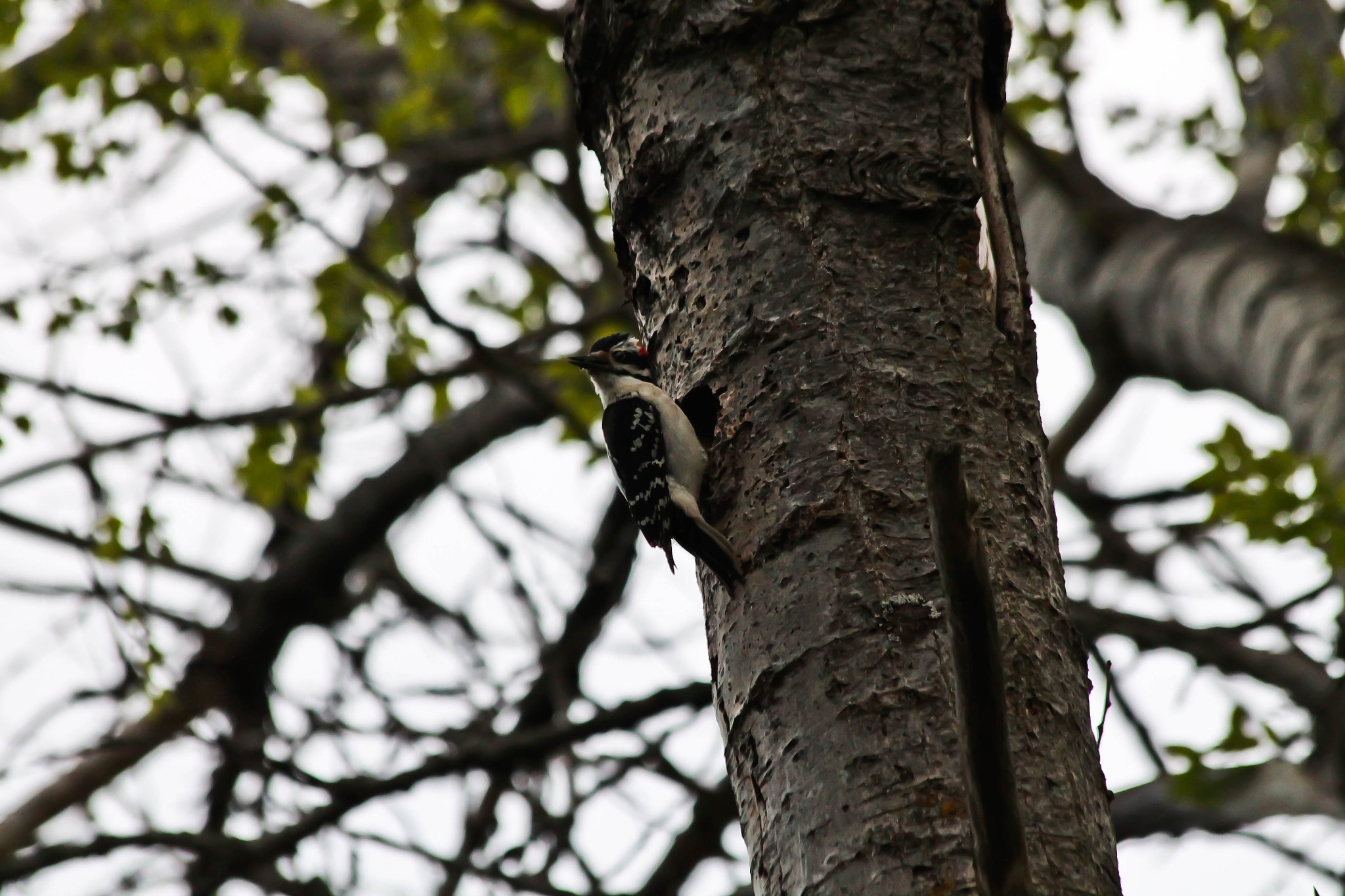 Canon EF 70-300mm F4-5.6 IS USM sample photo. Hairy woodpecker photography