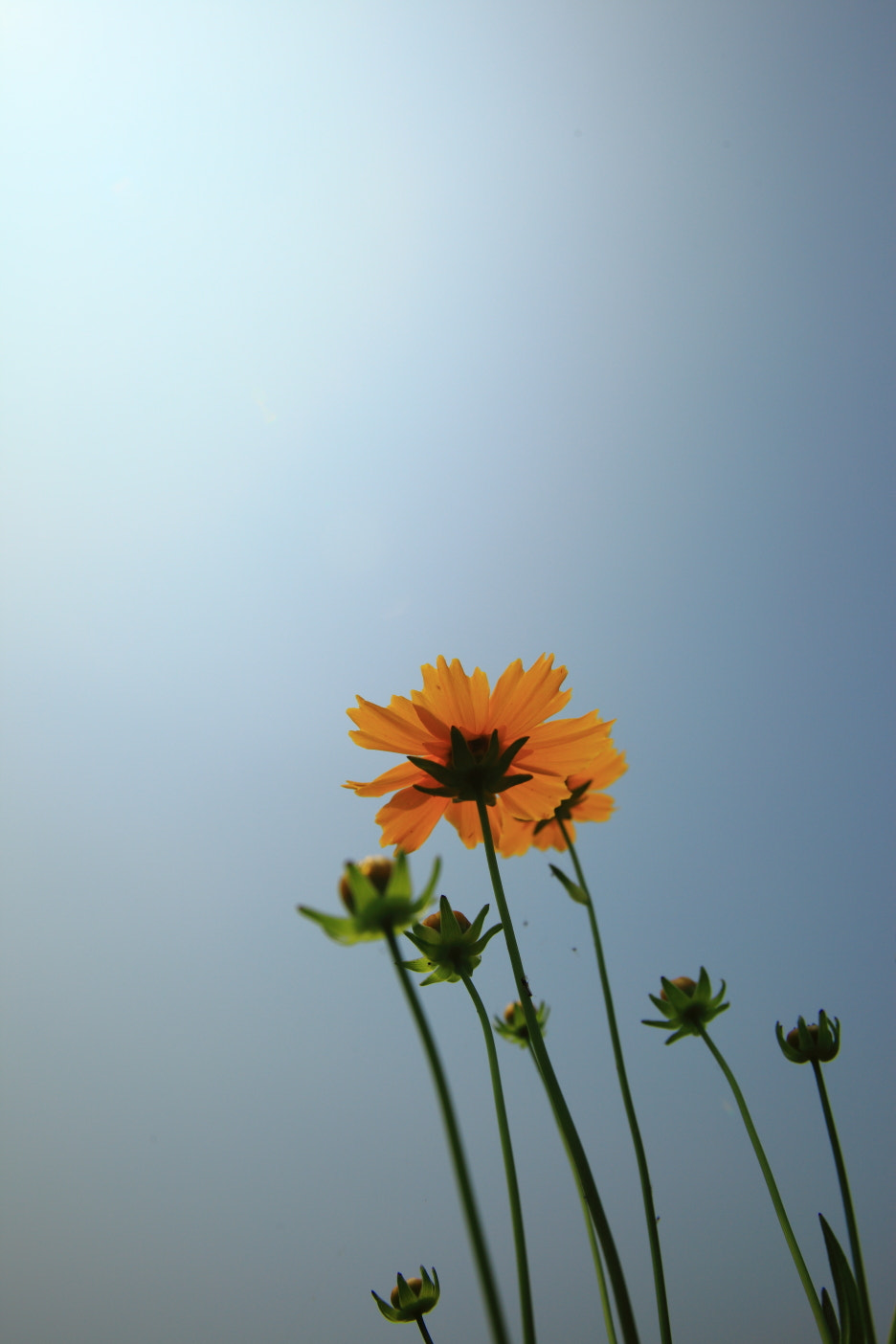 Canon EOS 5D Mark II + Sigma 17-35mm f/2.8-4 EX DG Aspherical HSM sample photo. Coreopsis photography
