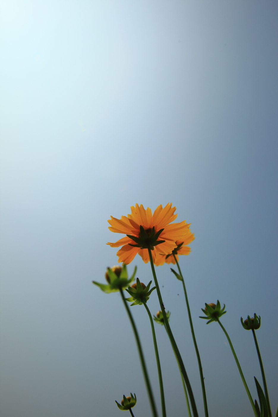 Sigma 17-35mm f/2.8-4 EX DG Aspherical HSM sample photo. Coreopsis photography