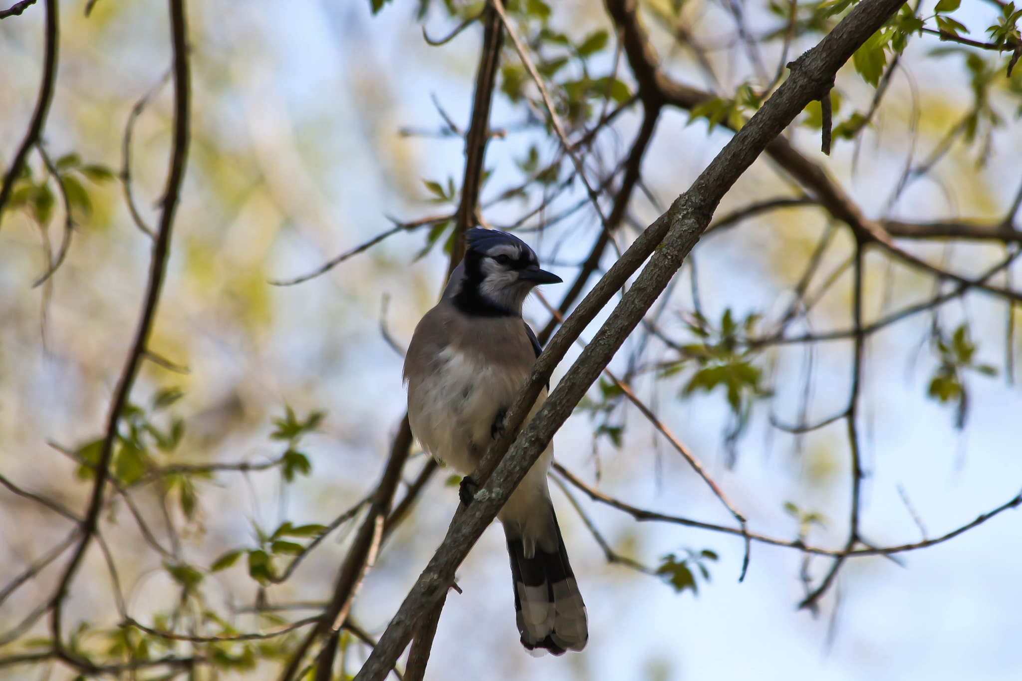 Canon EF 70-300mm F4-5.6 IS USM sample photo. Blue jay photography