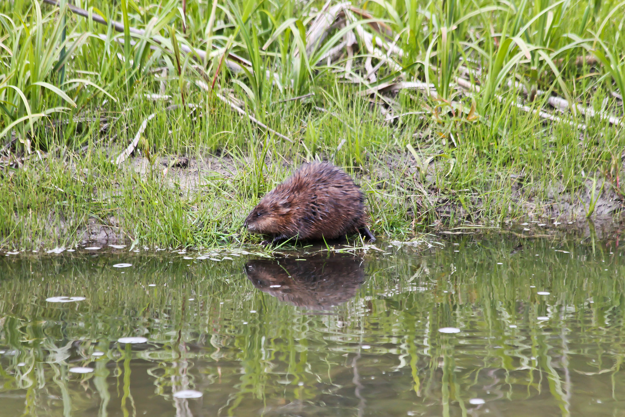 Canon EF 70-300mm F4-5.6 IS USM sample photo. Muskrat photography