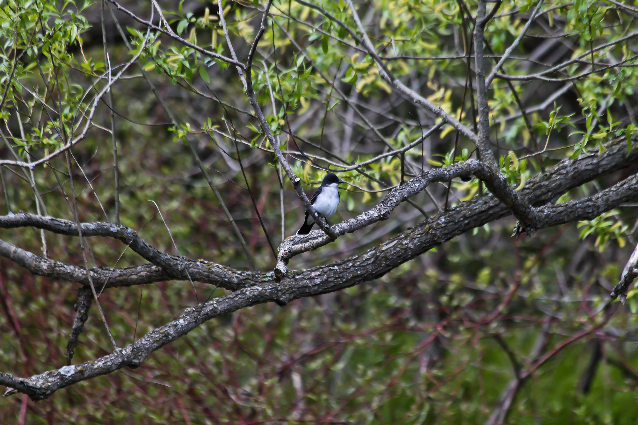 Canon EF 70-300mm F4-5.6 IS USM sample photo. Eastern kingbird photography