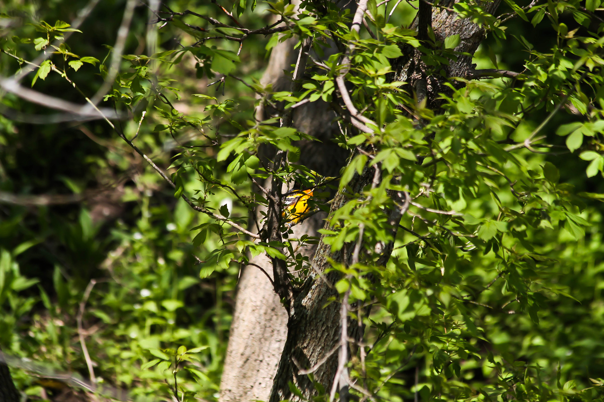 Canon EF 70-300mm F4-5.6 IS USM sample photo. Boltimore oriole photography