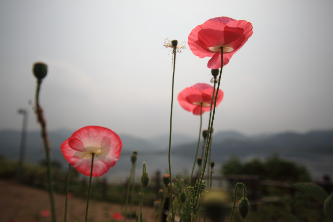 Sigma 17-35mm f/2.8-4 EX DG Aspherical HSM sample photo. Pink flowers photography