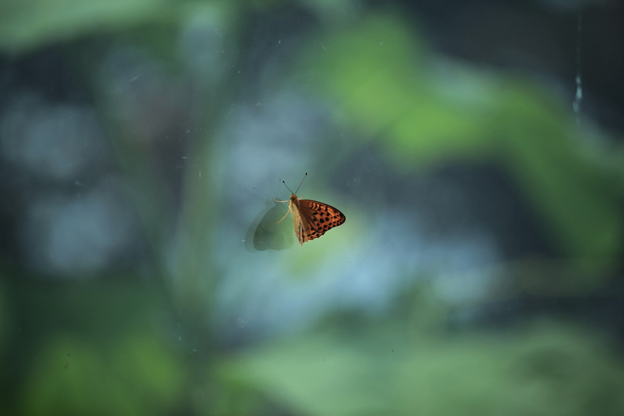 Canon EF 80-200mm f/2.8L sample photo. Butterfly on the window photography