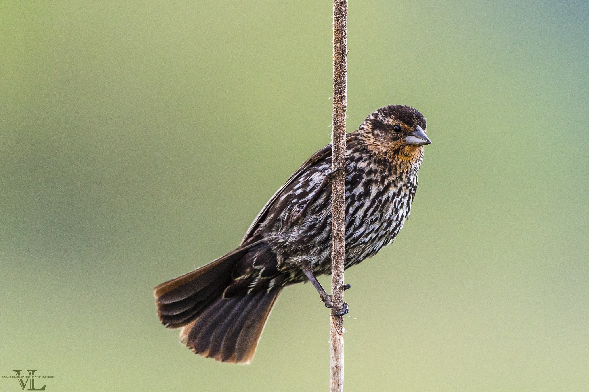 Canon EF 600mm f/4L IS sample photo. Female photography