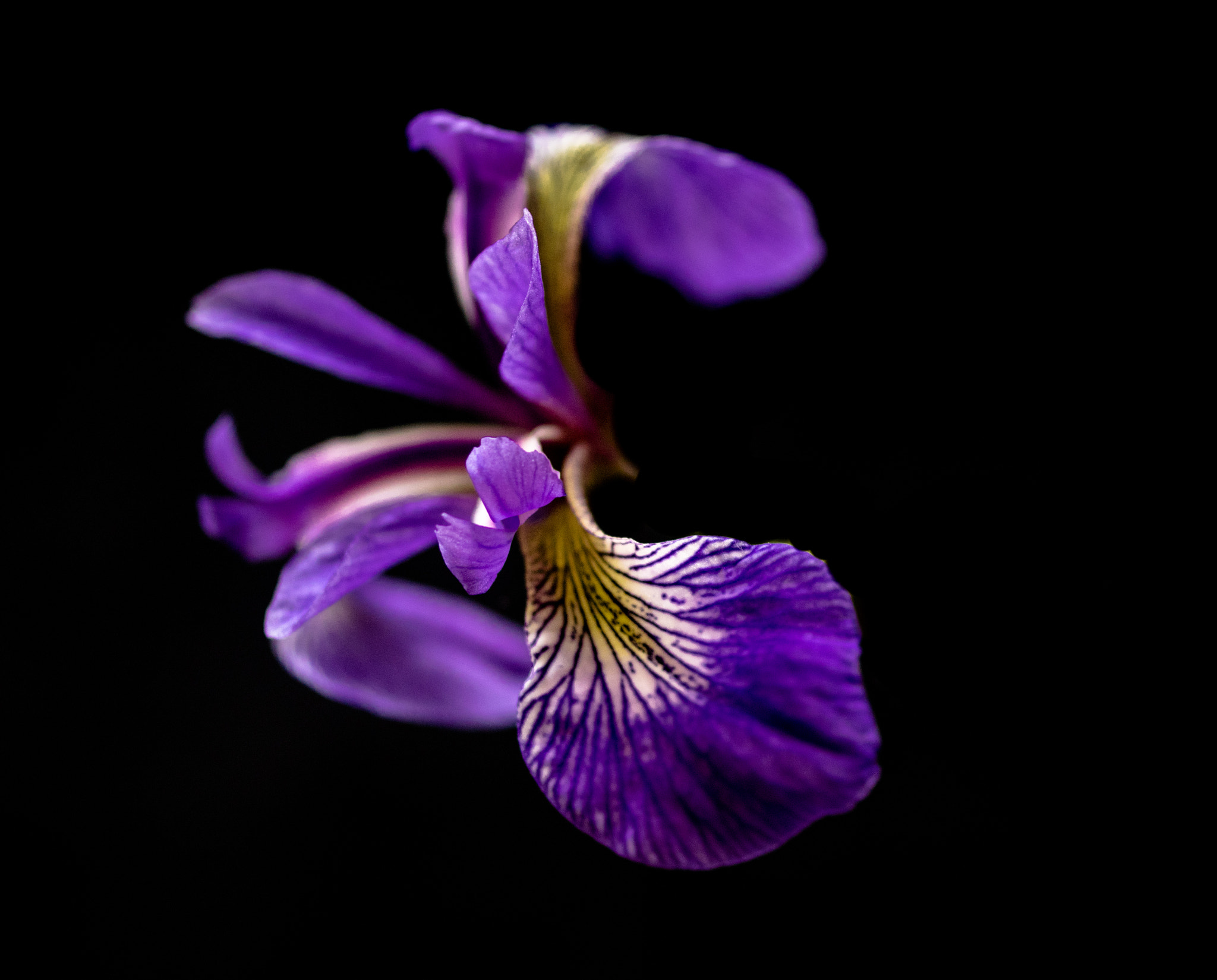 Pentax K-3 + smc PENTAX-FA Macro 50mm F2.8 sample photo. Iris versicolor photography