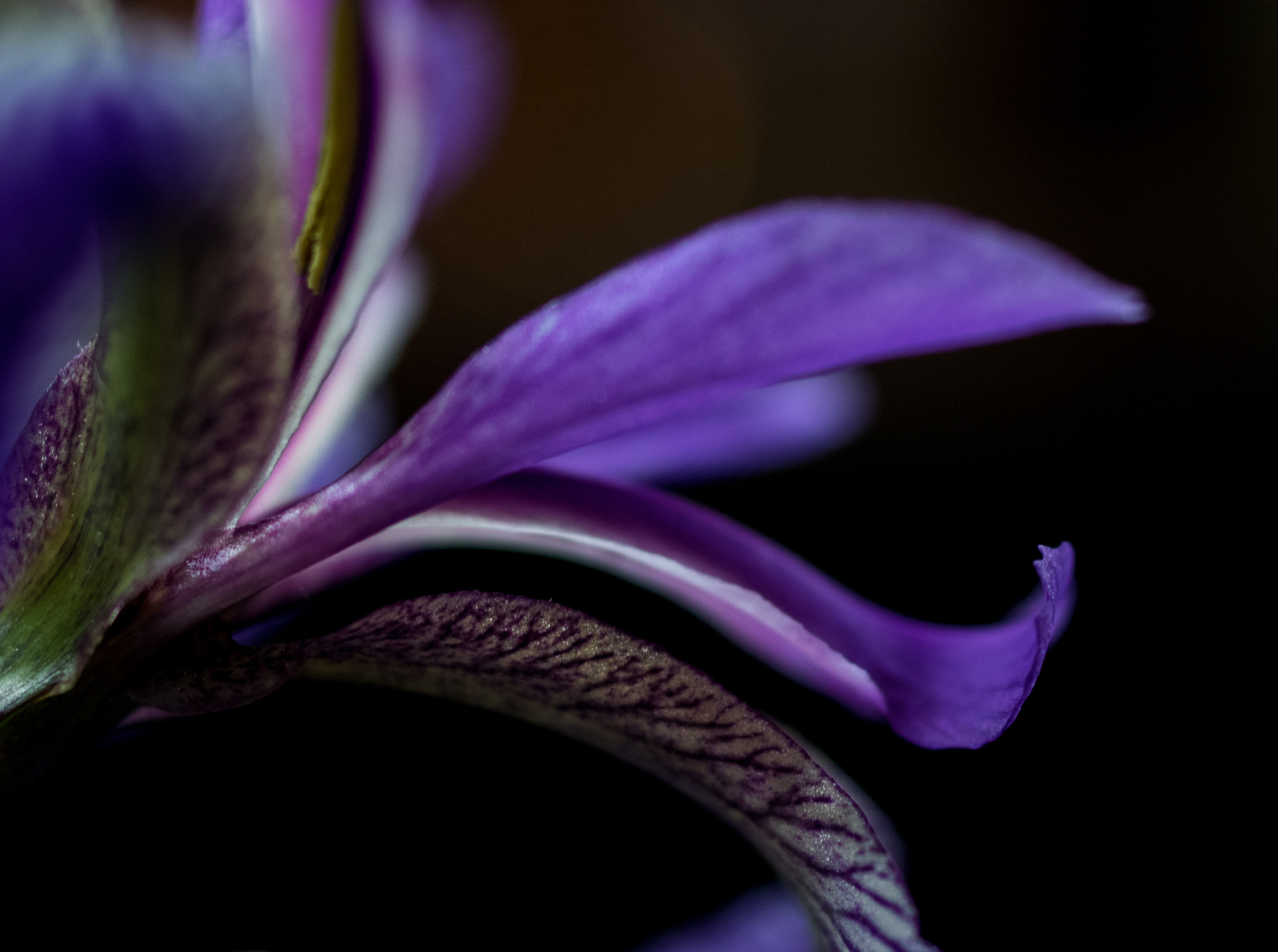 Pentax K-3 + smc PENTAX-FA Macro 50mm F2.8 sample photo. Petals of the iris photography