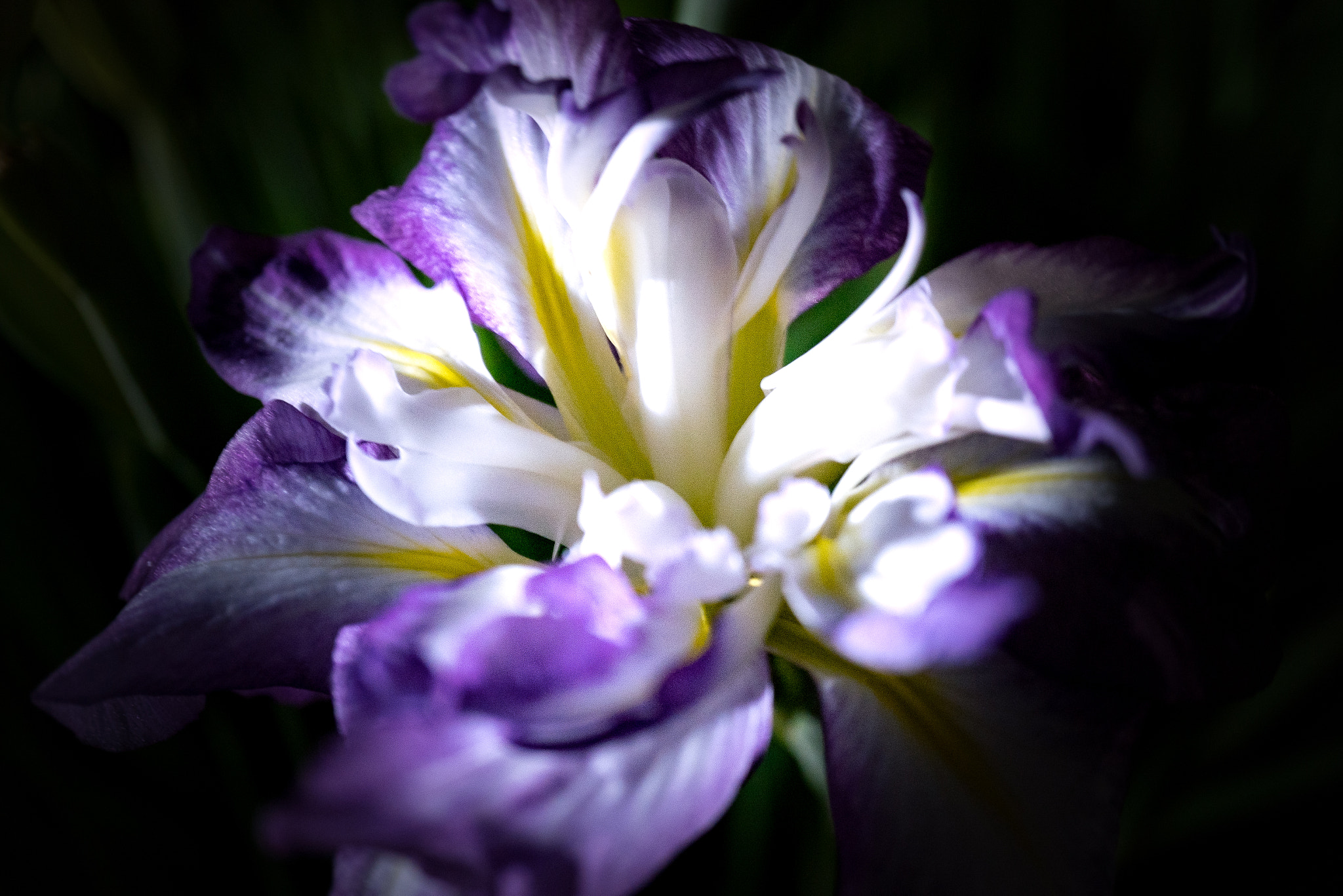 Sony a7R II + Sony E 30mm F3.5 Macro sample photo. Iris beauty photography