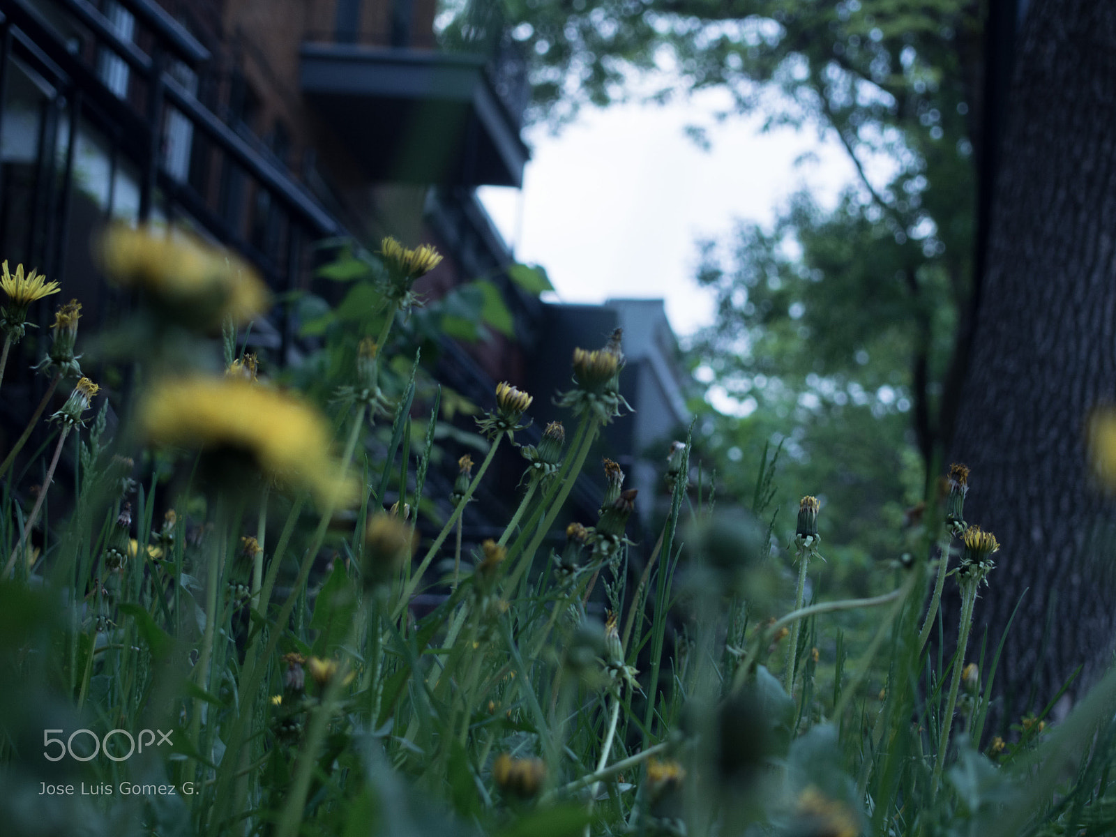 Olympus PEN E-PM2 sample photo. Growing to the sky photography