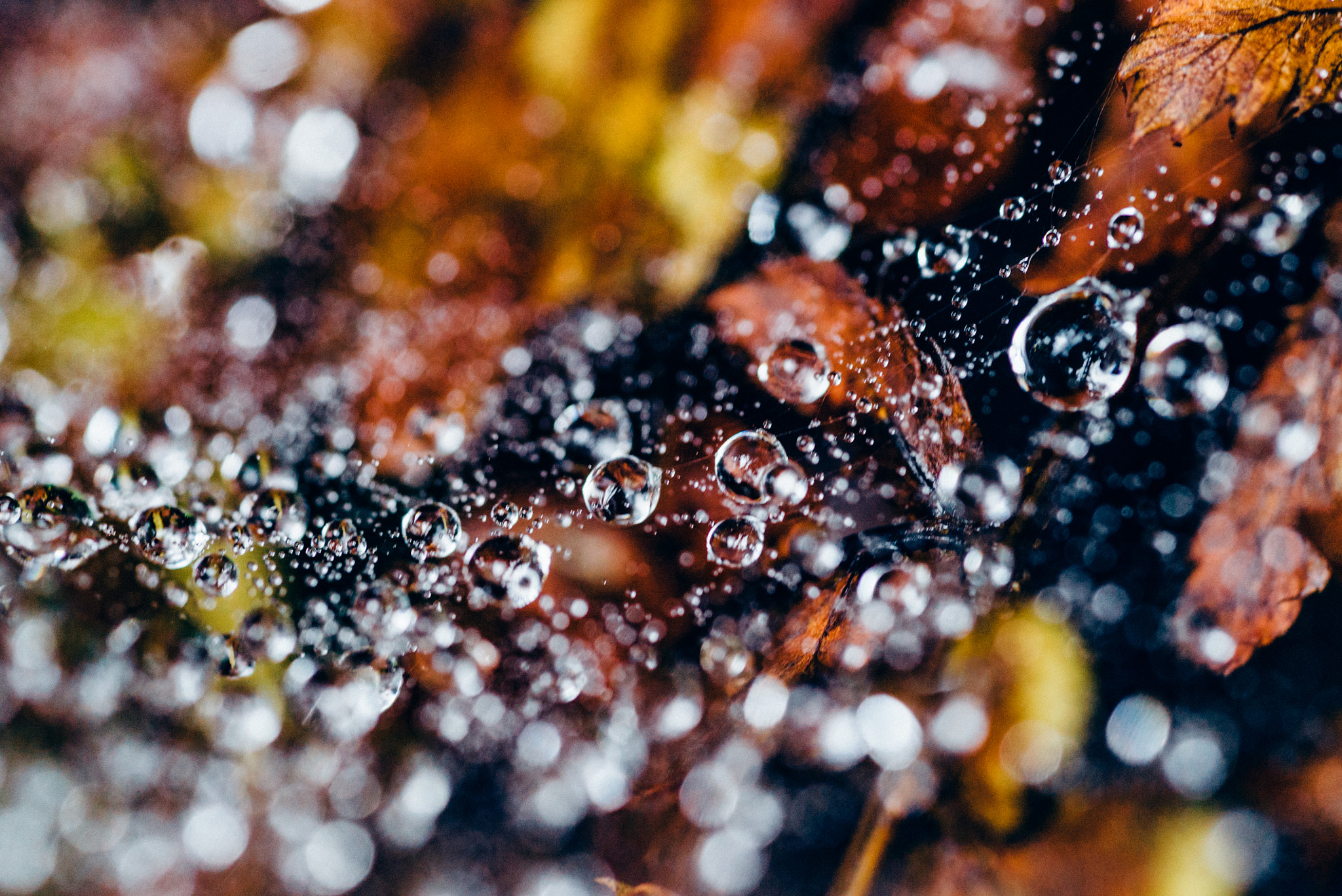 Sony a7S + Sony FE 90mm F2.8 Macro G OSS sample photo. Water drops on the spider web photography