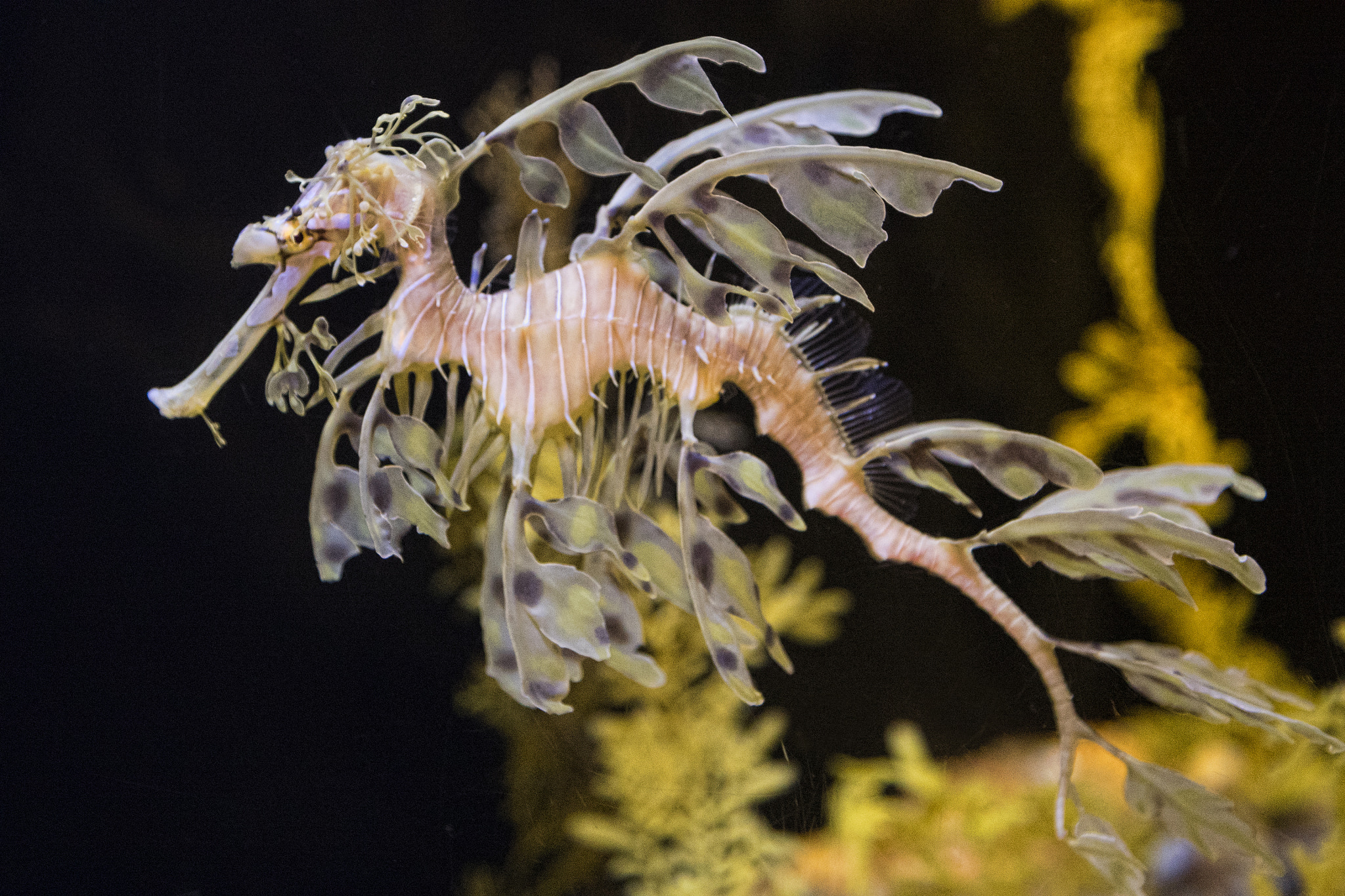 Canon EF 24-105mm F4L IS USM sample photo. Sea dragon photography