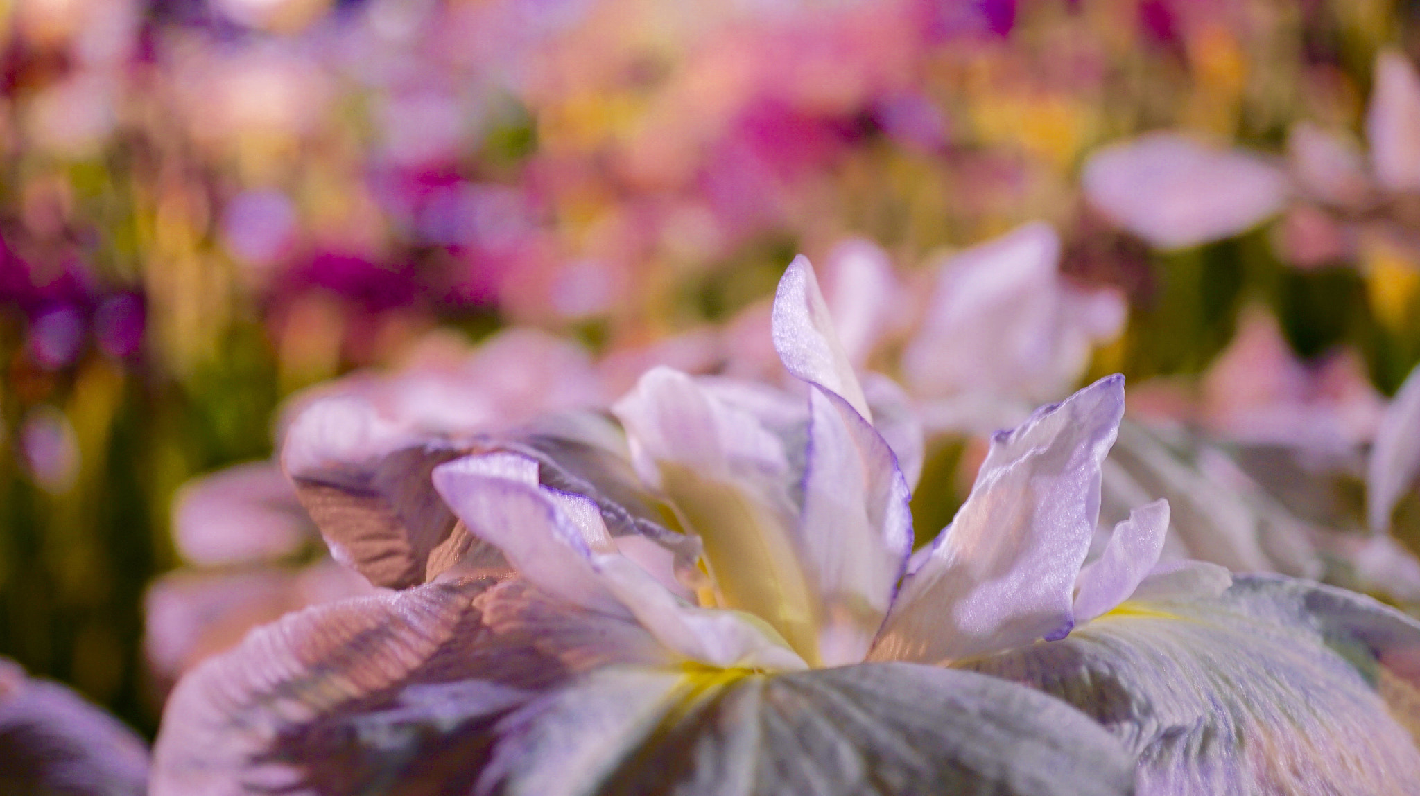 Sony a7R II + Sony E 30mm F3.5 sample photo. Lovely flower world photography