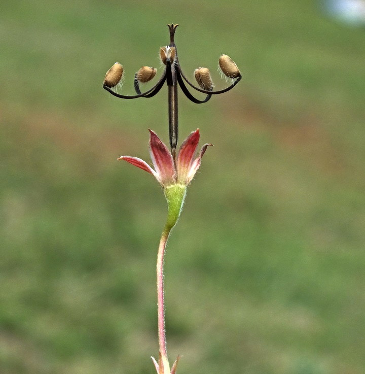 FujiFilm FinePix HS20 EXR (FinePix HS22 EXR) sample photo. 花无名 photography