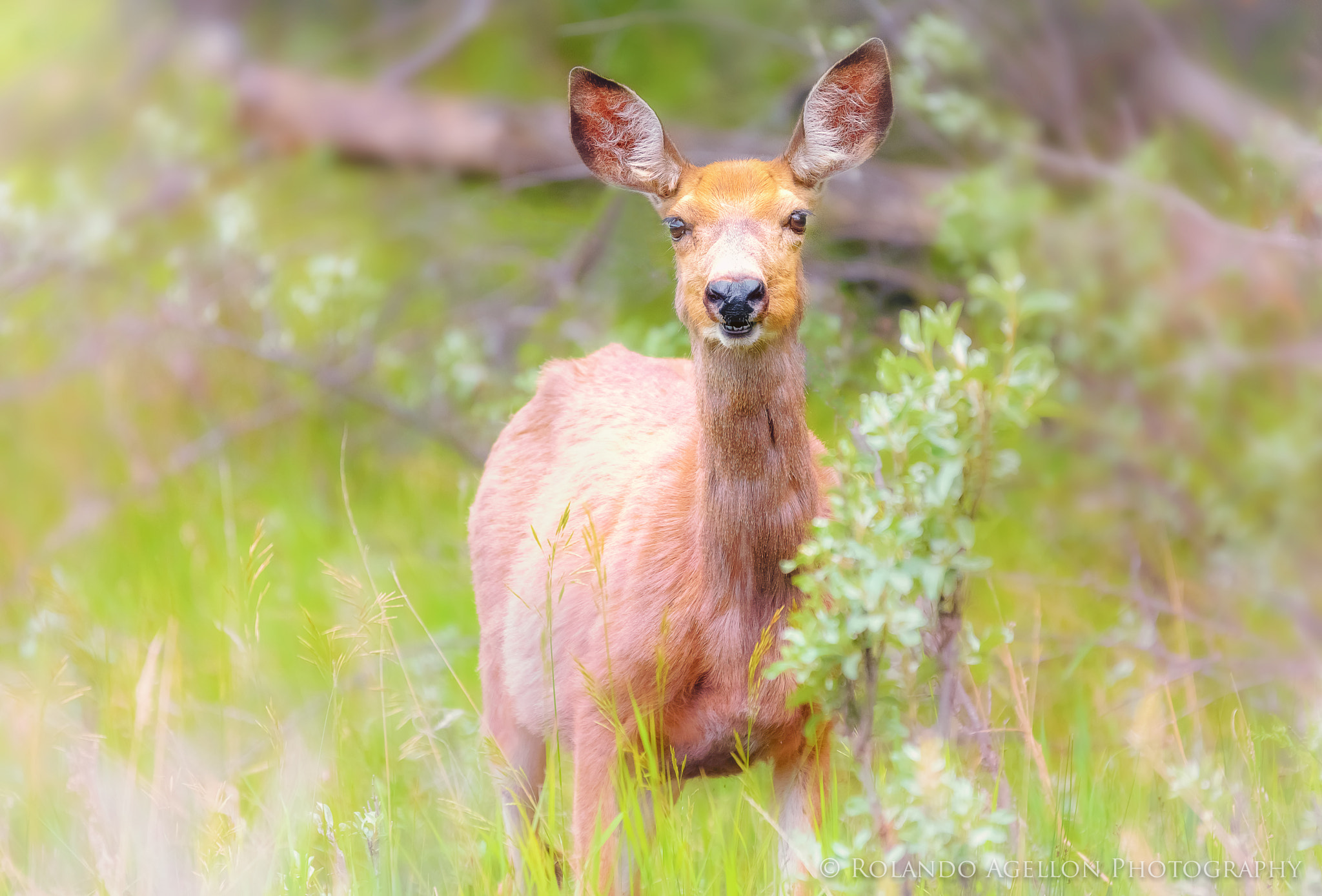 Sigma 120-400mm F4.5-5.6 DG OS HSM sample photo. Mule deer photography