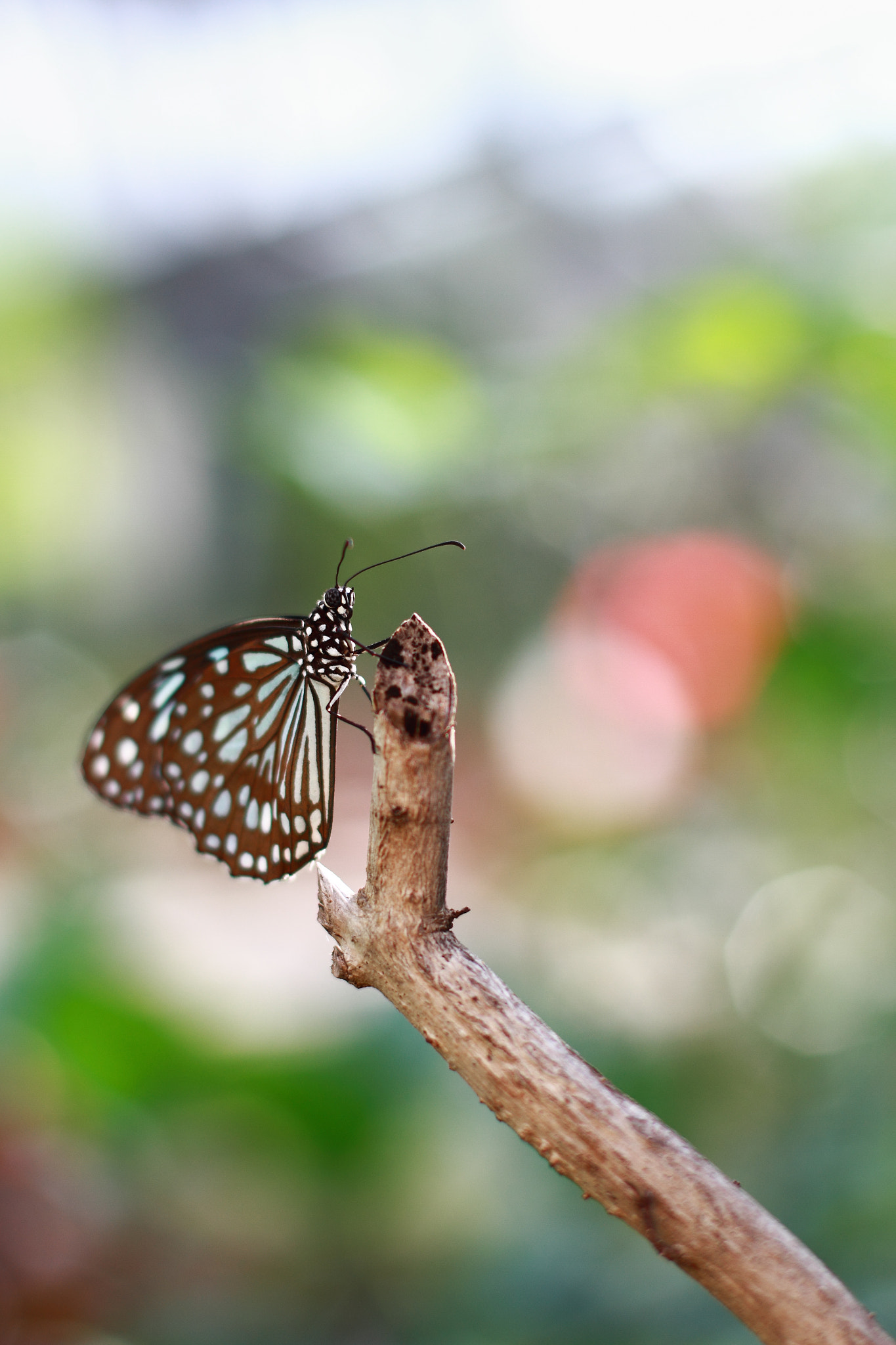 Canon EF 50mm F1.4 USM sample photo. Butterfly photography