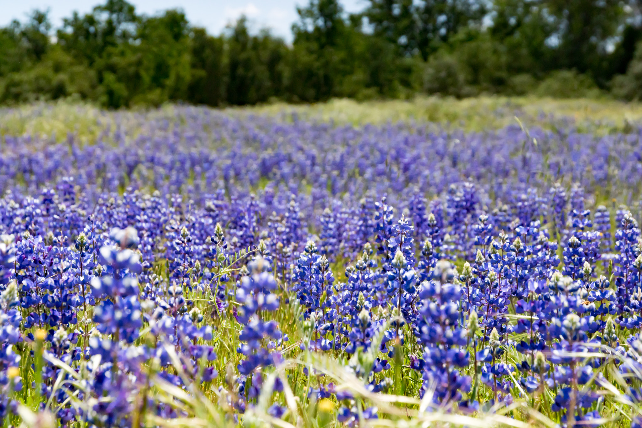 Sigma 17-70mm F2.8-4 DC Macro HSM sample photo. Lupines photography