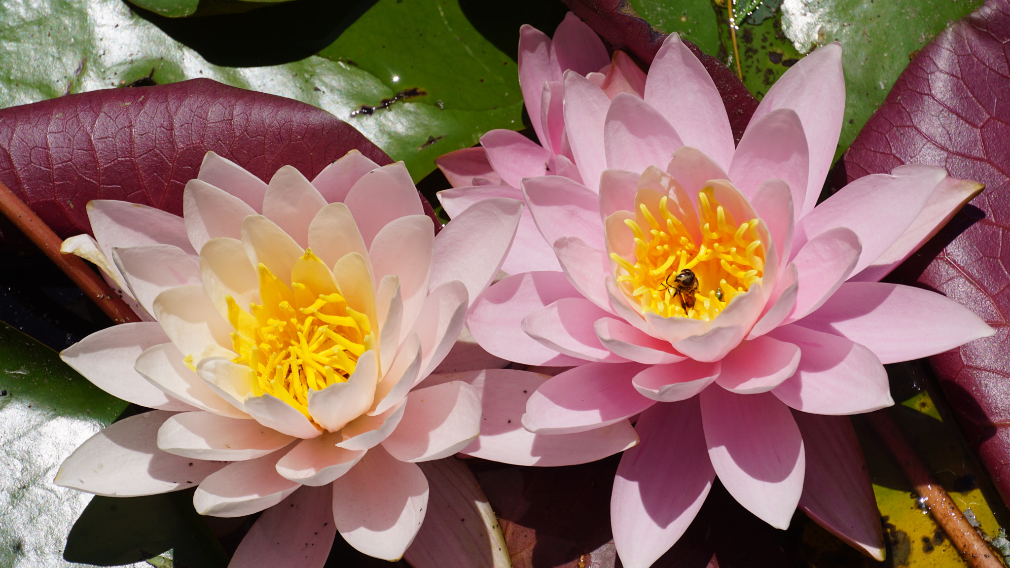 Sony E 55-210mm F4.5-6.3 OSS sample photo. 圆明园里的莲花 photography