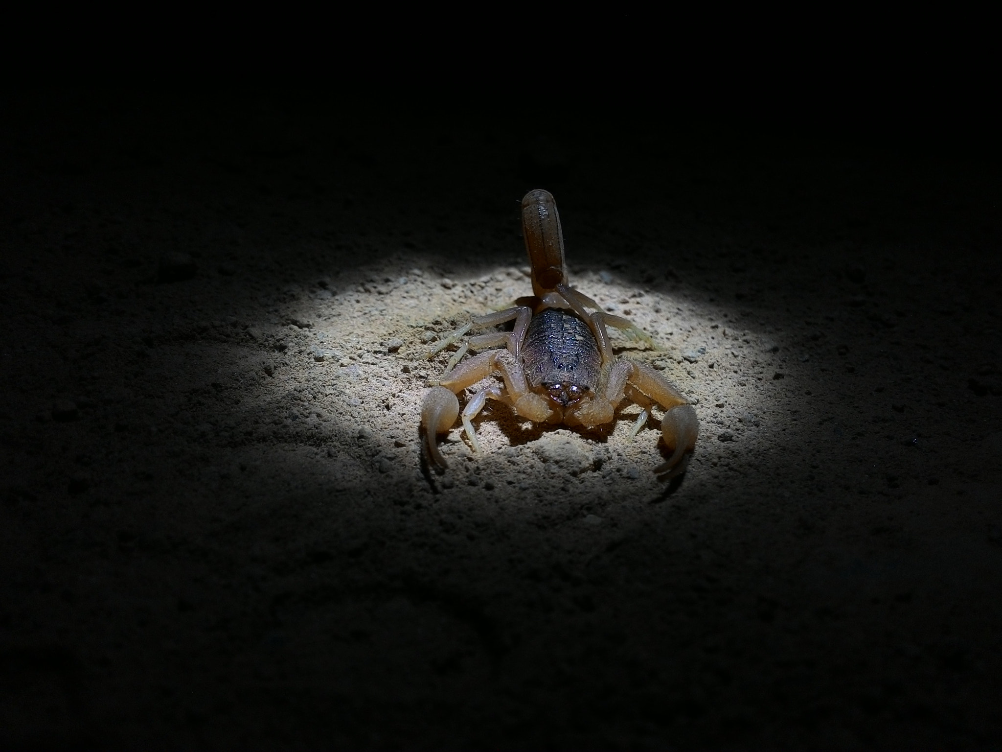 ASUS T00F sample photo. Scorpion photography