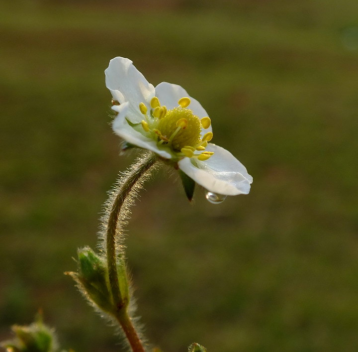 FujiFilm FinePix HS20 EXR (FinePix HS22 EXR) sample photo. 山花 photography