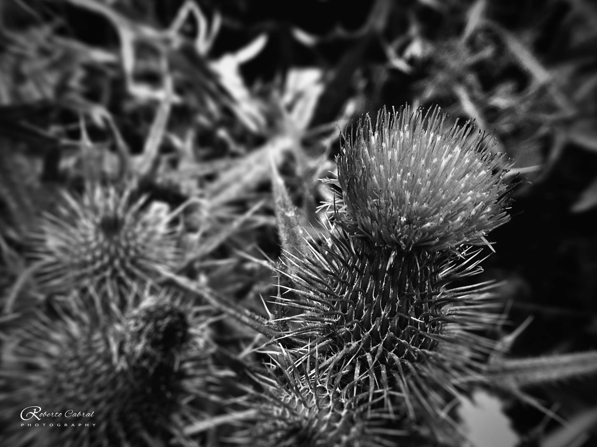 Apple iPhone5,1 sample photo. Life in black and white photography
