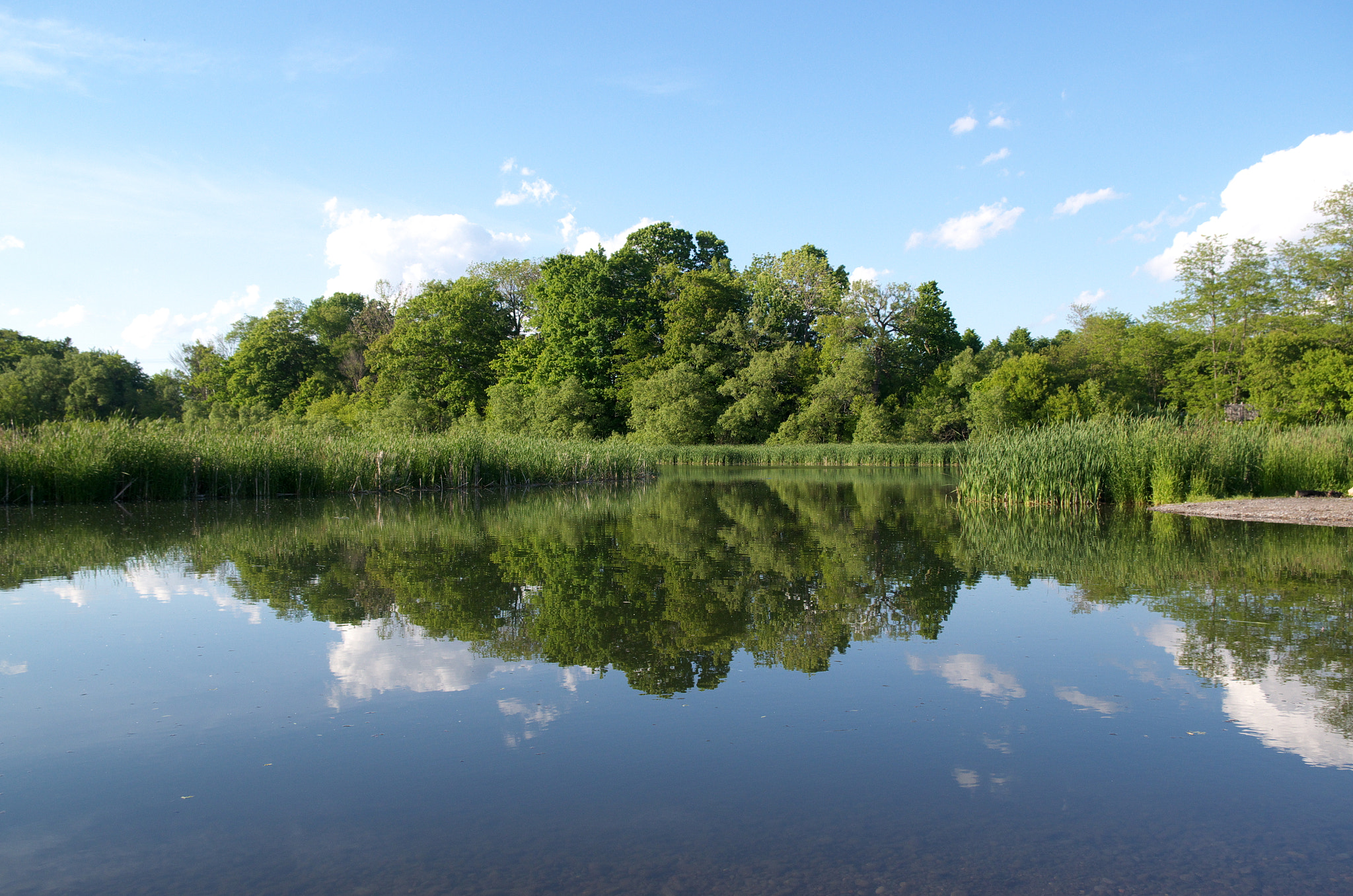 Pentax K-30 sample photo. Forest reflection photography