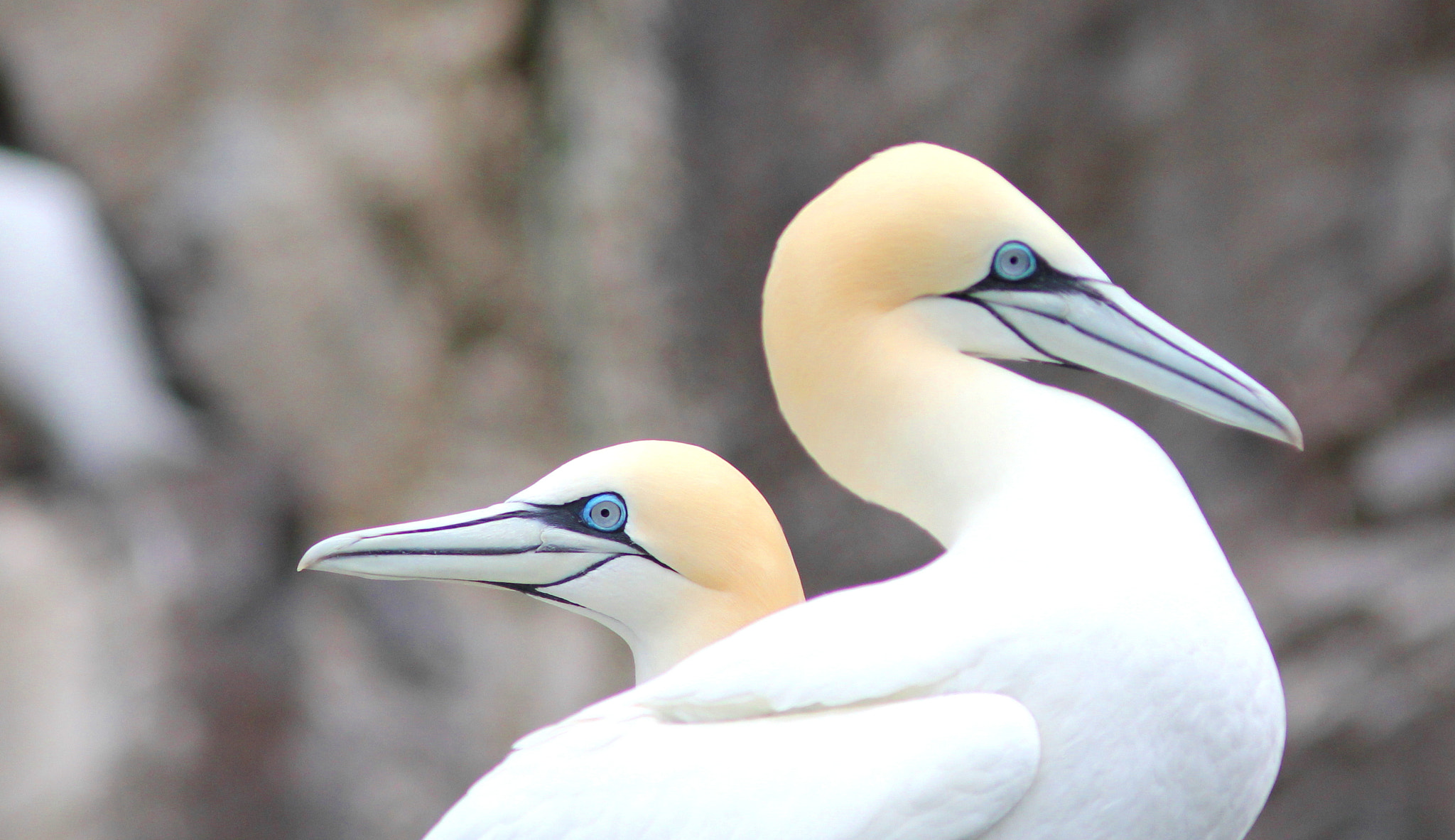 Canon EF 300mm F4L IS USM sample photo. Northern gannets photography