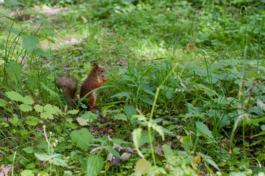 Canon EF 28mm F1.8 USM sample photo. Squirrel at work photography