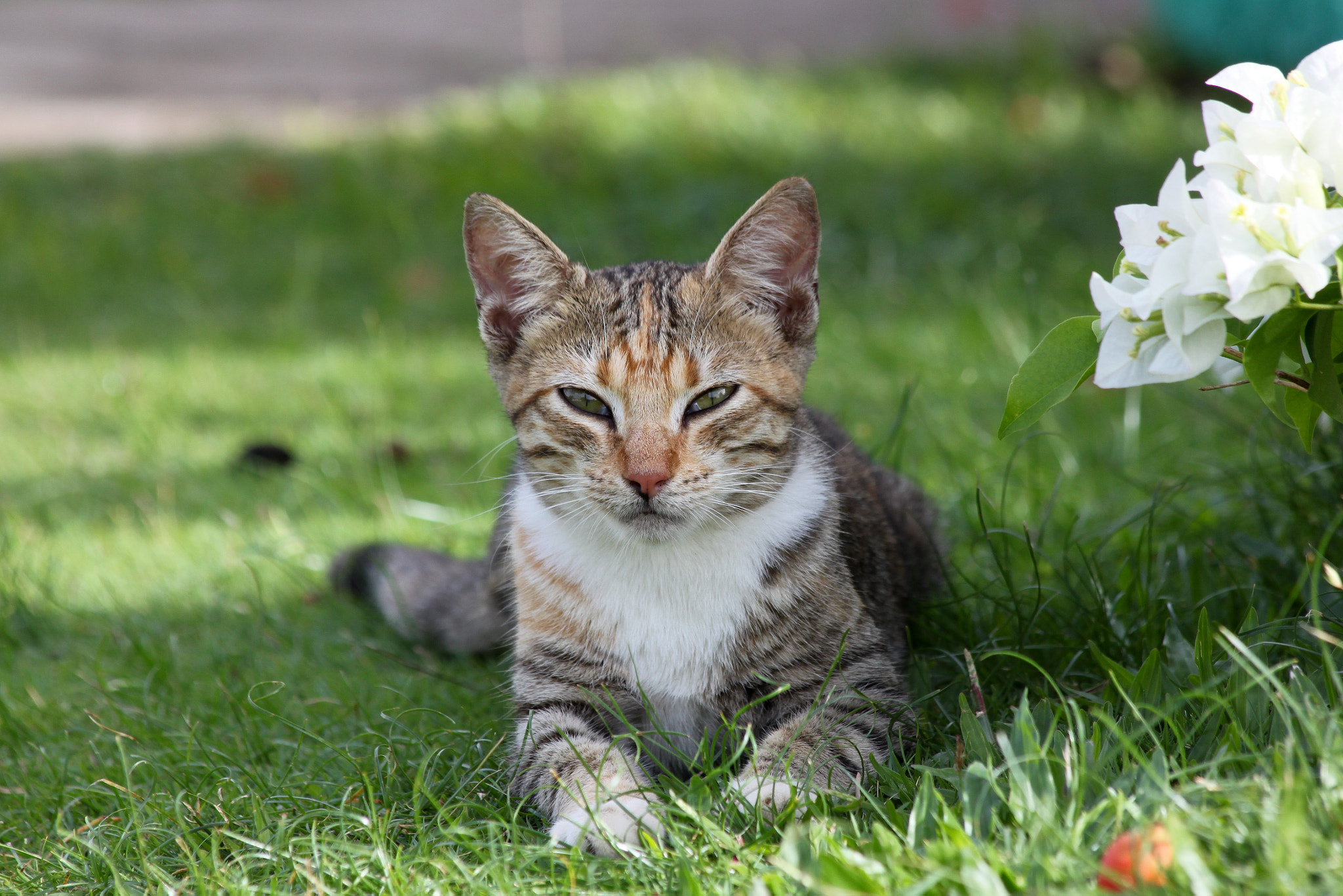 Canon EF 70-300mm F4-5.6 IS USM sample photo. Lucy photography