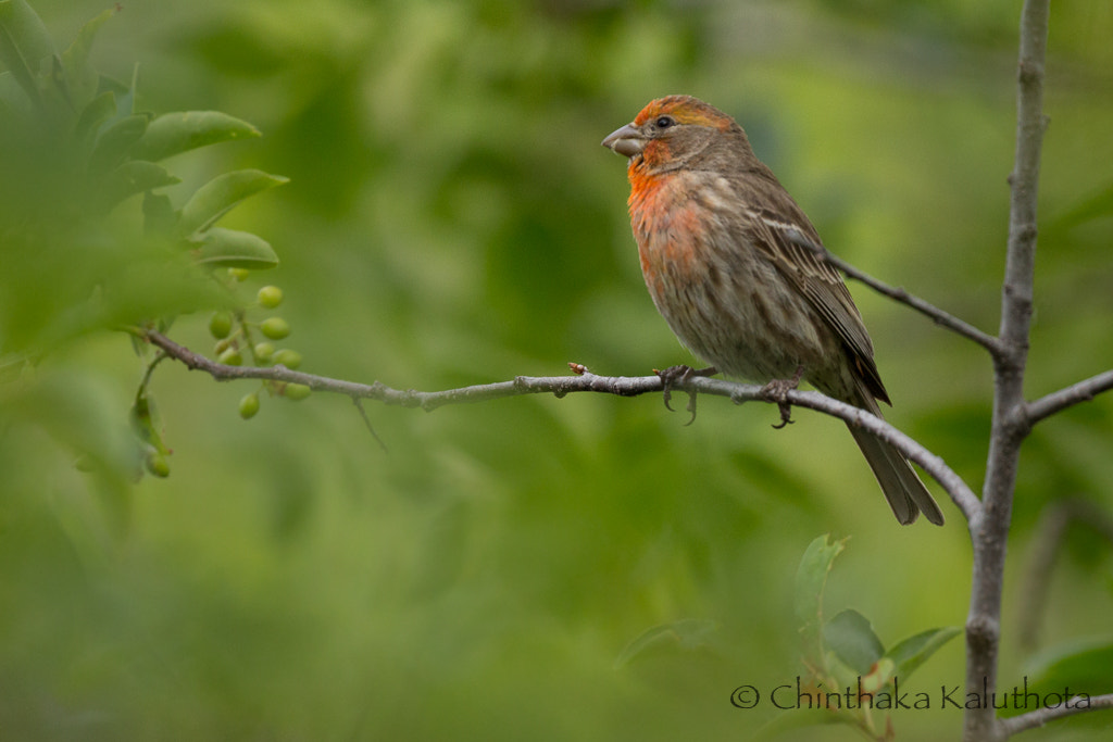 Canon EOS 60D + Canon EF 100-400mm F4.5-5.6L IS II USM sample photo. Beak of the finch.... photography