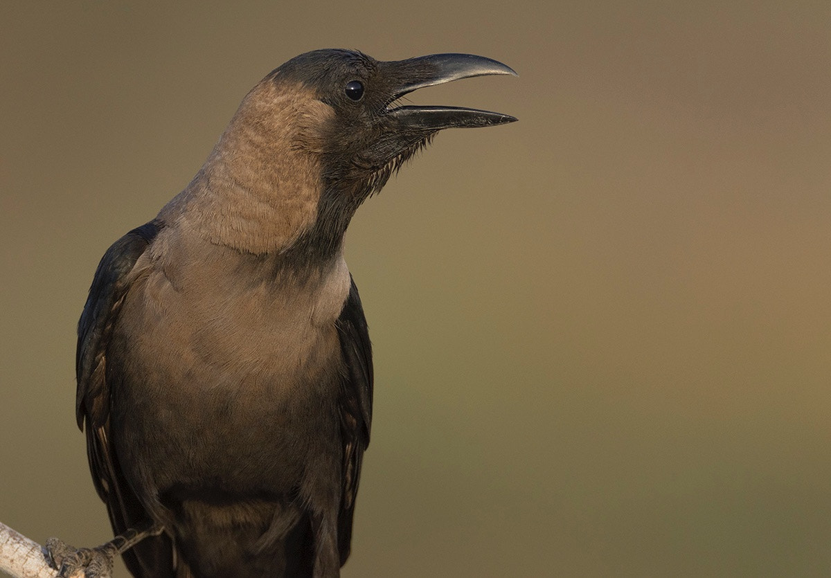 Canon EOS 7D Mark II + Canon EF 800mm F5.6L IS USM sample photo. House crow photography