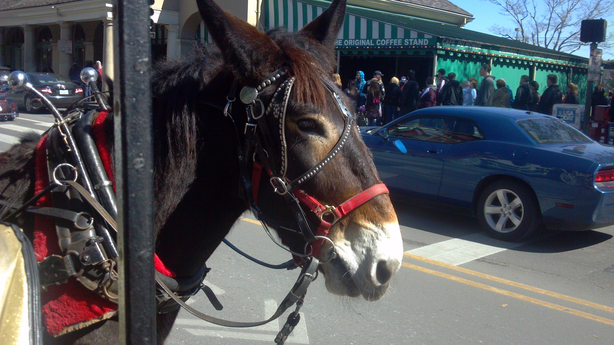 Motorola DROID X2 sample photo. Horse carriage ride & beignets photography