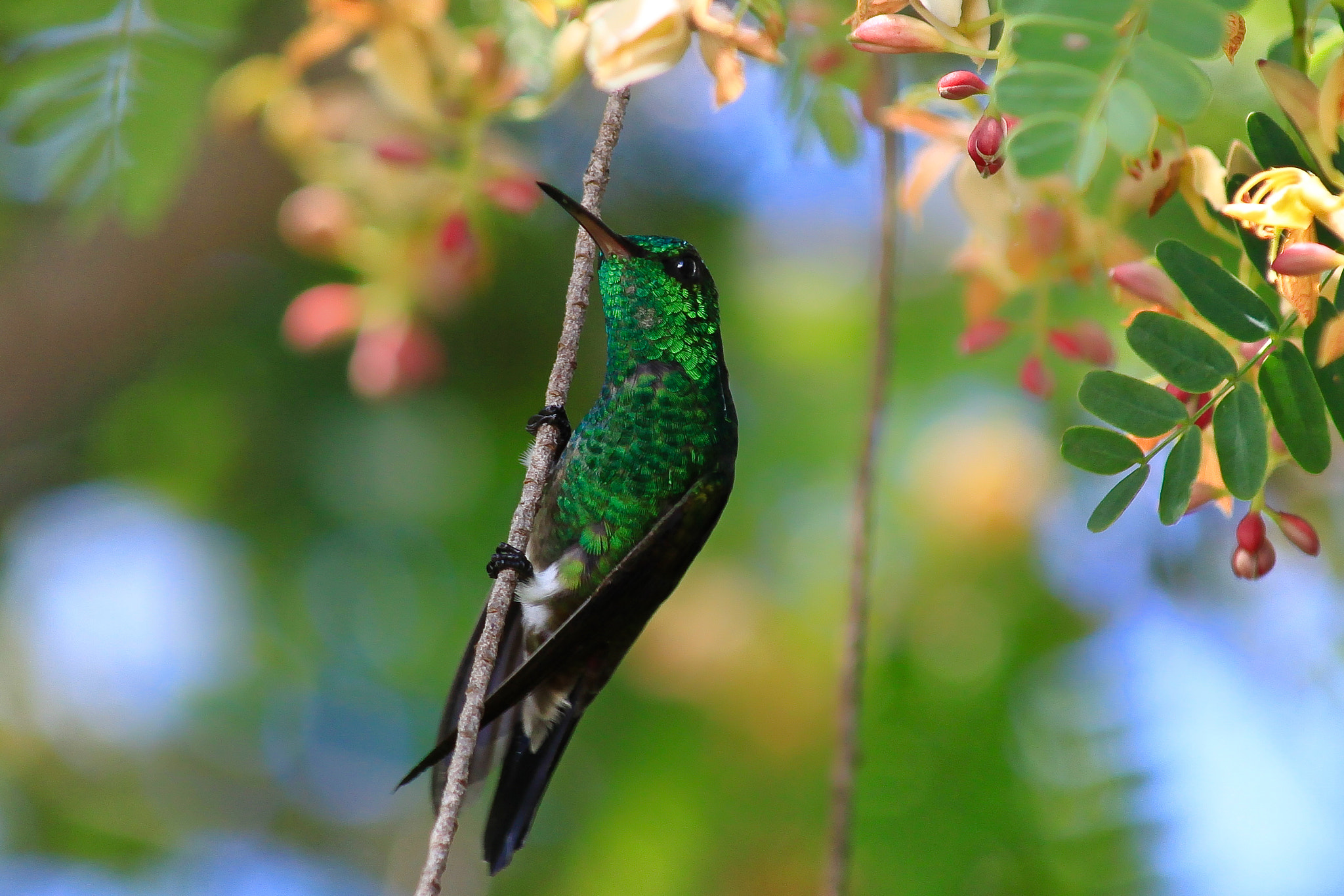 Canon EF 70-300mm F4-5.6 IS USM sample photo. Tarzan the hummingbird photography